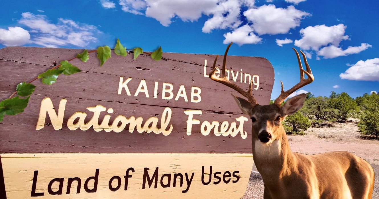 Faça esta viagem de um dia para ver um novo lado do Arizona