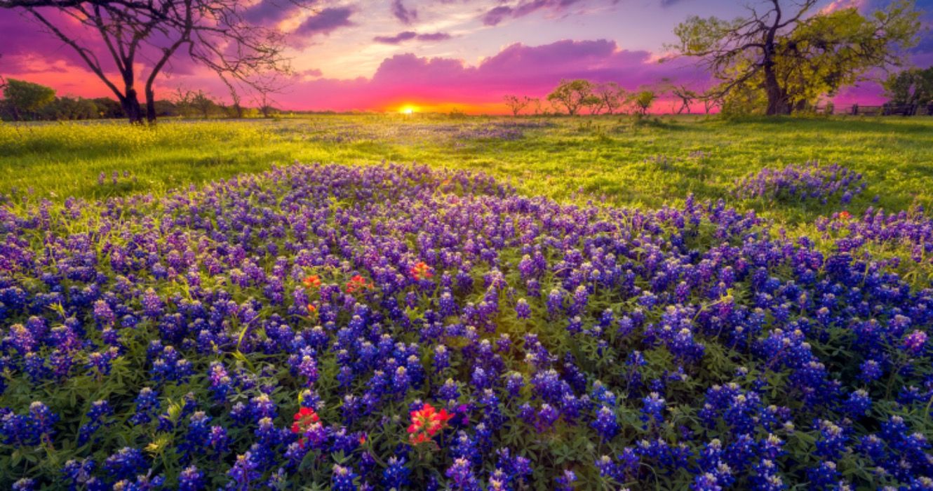 7 voyages en route pittoresques pour voir les célèbres bluebonnets du Texas