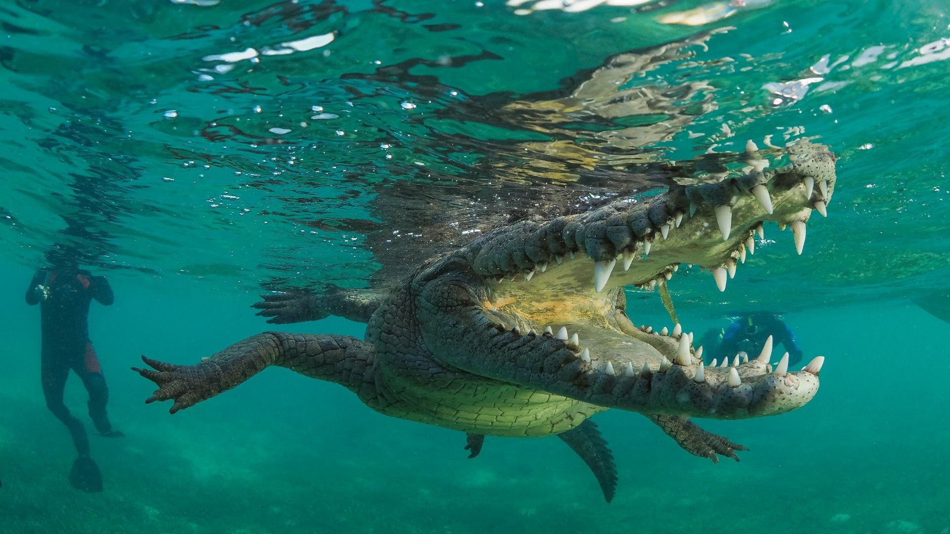 6 lugares surpreendentes que você não esperaria encontrar crocs (mas sim)