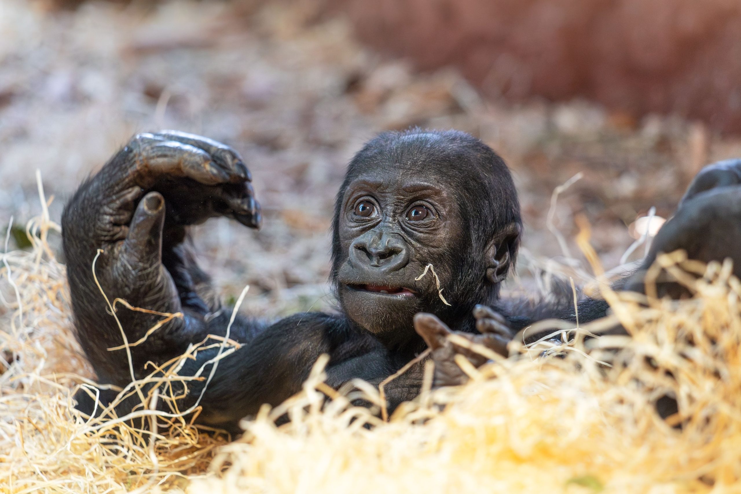 Mort insensée et tragique du jeune gorille de deux ans au zoo canadien causé par une erreur humaine