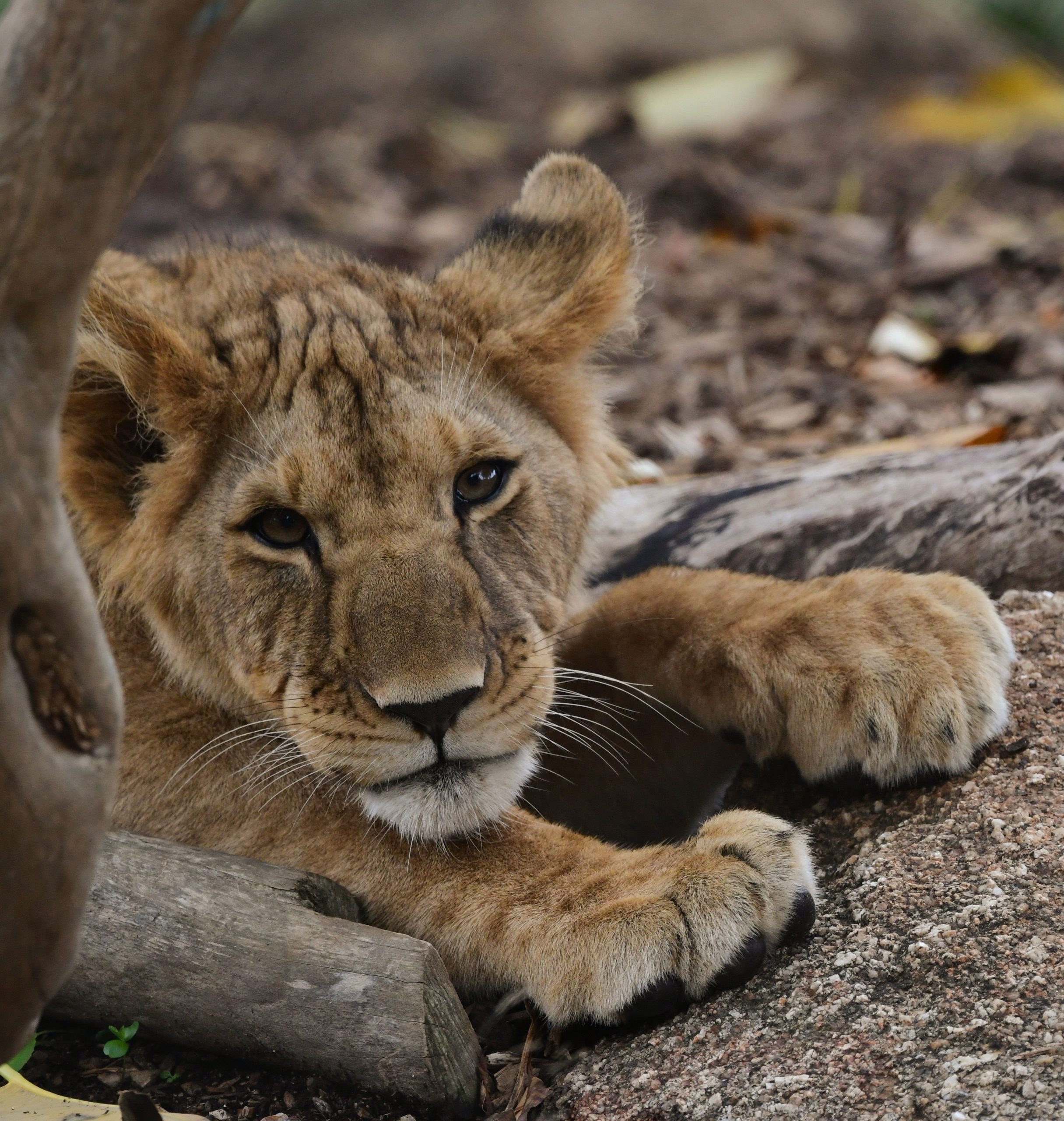Lion Cub a sauvé du Liban ravagé par la guerre: évacué vers le sanctuaire sud-africain échappant de justesse aux frappes aériennes