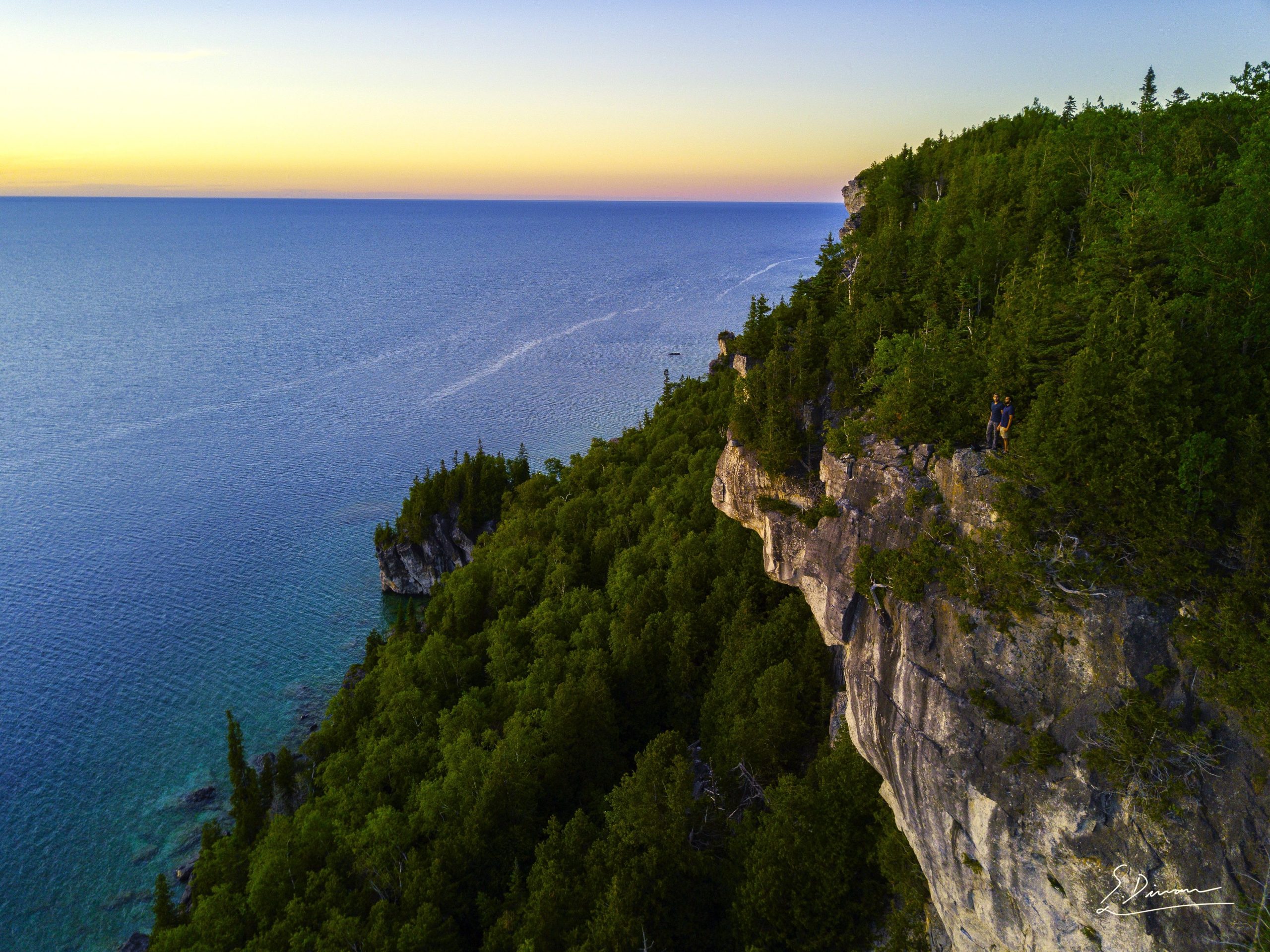 L'arbre le plus ancien du Canada vit sur une falaise depuis plus de 1 300 ans
