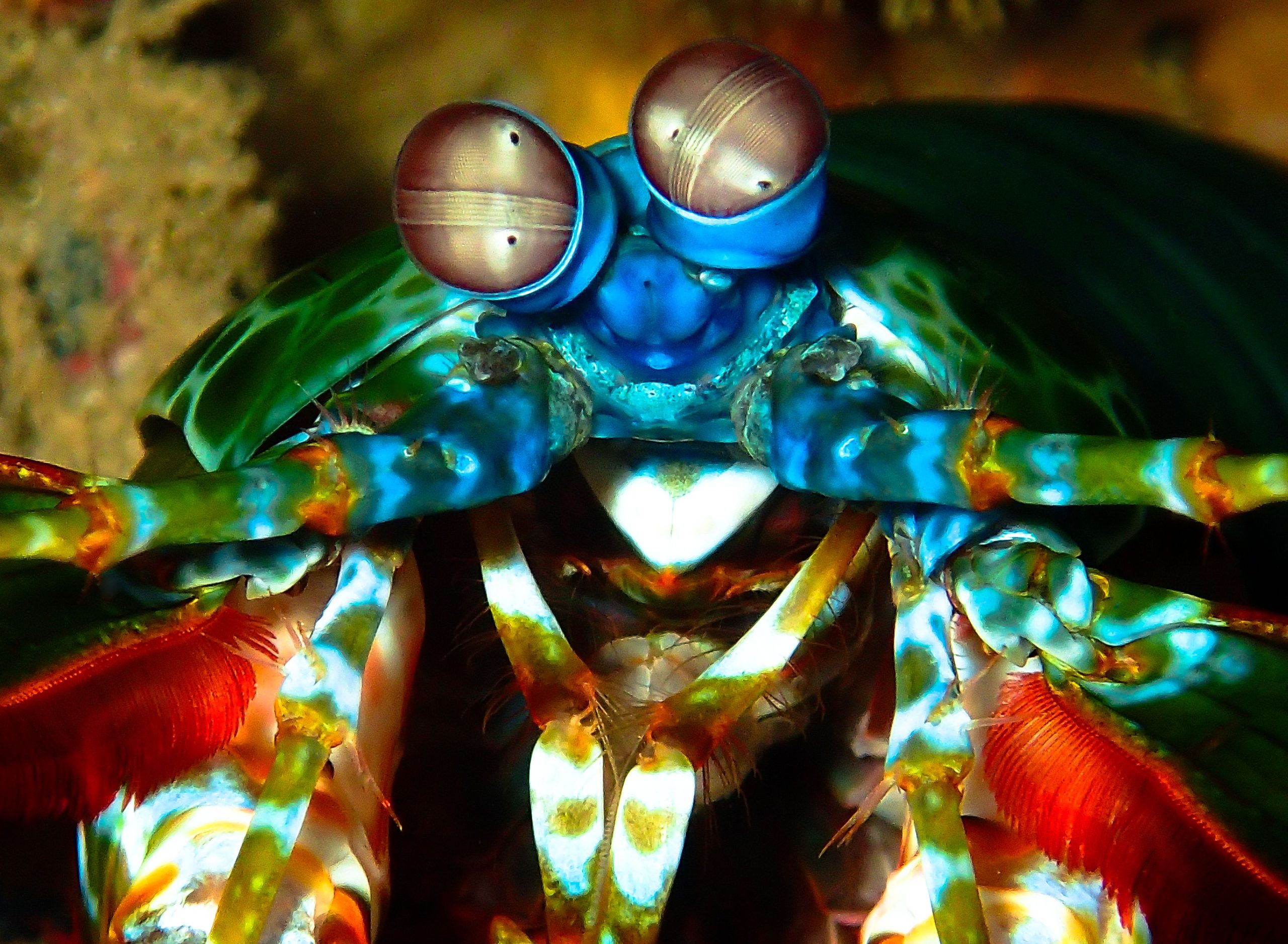 Esta pequena criatura leva o soco mais poderoso do mundo