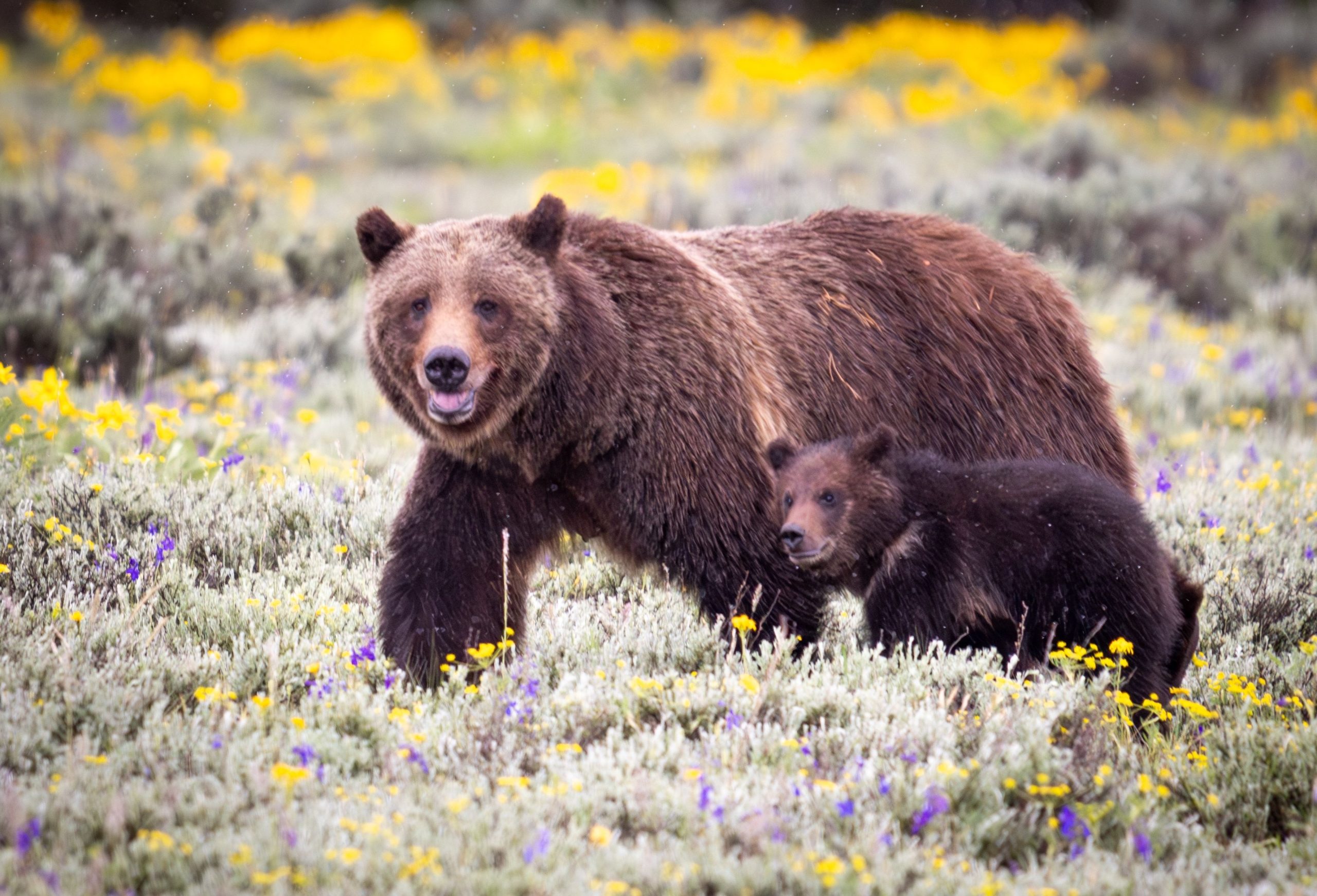 Grand Teton National Park oso pardo asesinado por vehículo en Wyoming: miles rinden homenaje en las redes sociales