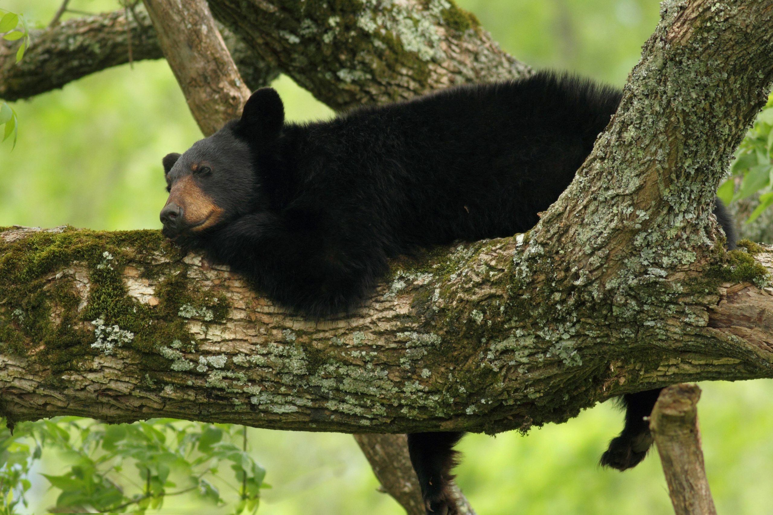 Les préoccupations pour l'augmentation de l'ours noir après avoir passé plusieurs jours dans l'arbre sur l'autoroute très fréquentée