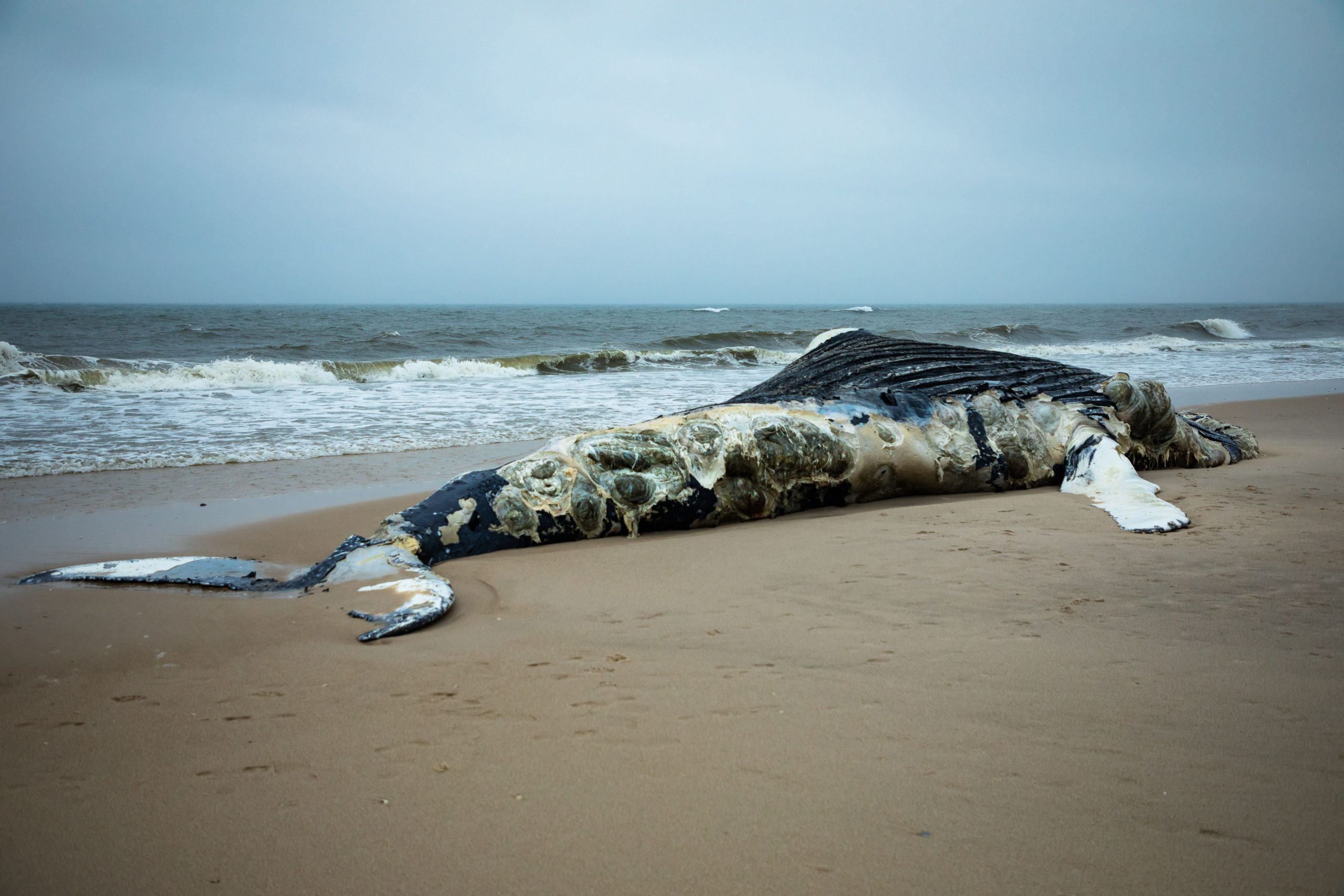 Une baleine à bosse s'est lavée dans un parc du Delaware