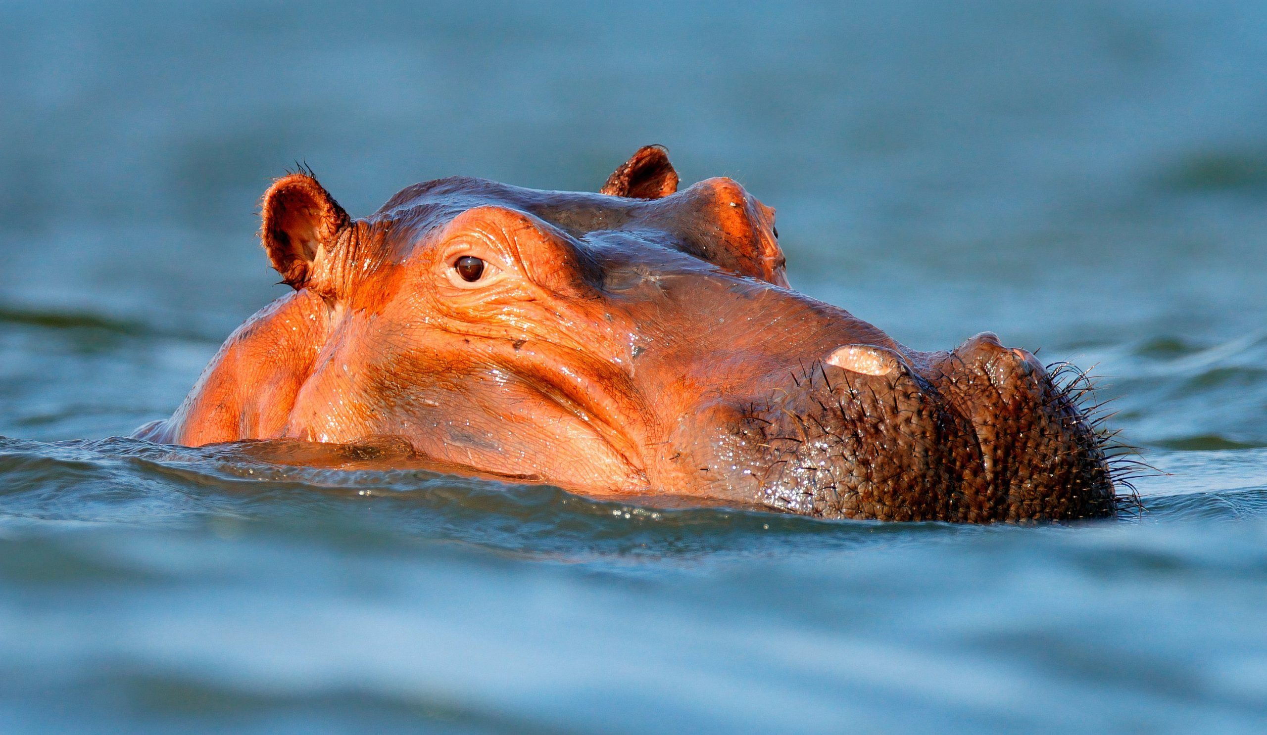 Les animaux les plus amicaux dont vous devez courir en vacances
