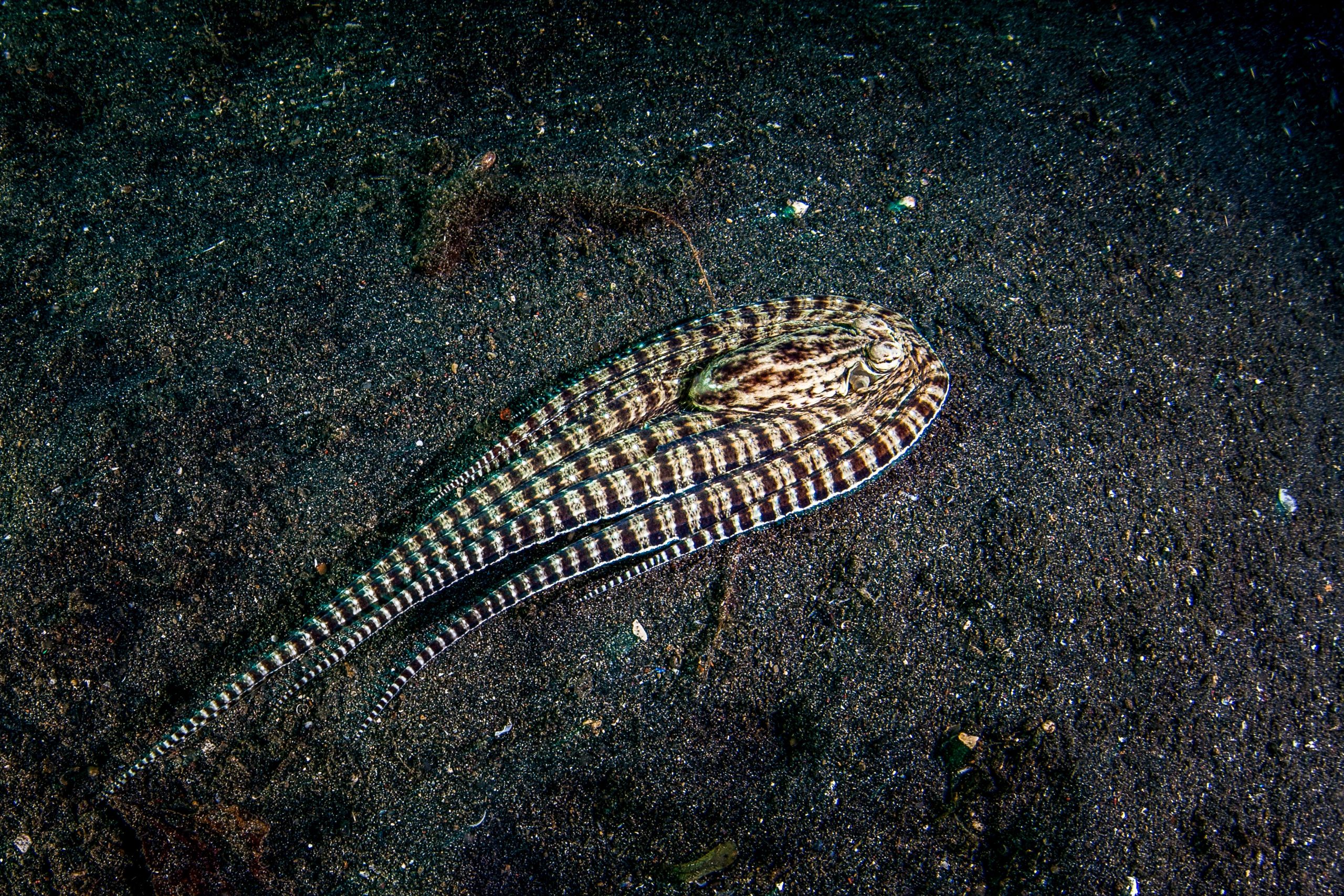 Il "mimo" dei predatori del mare fa credere che sia un altro animale