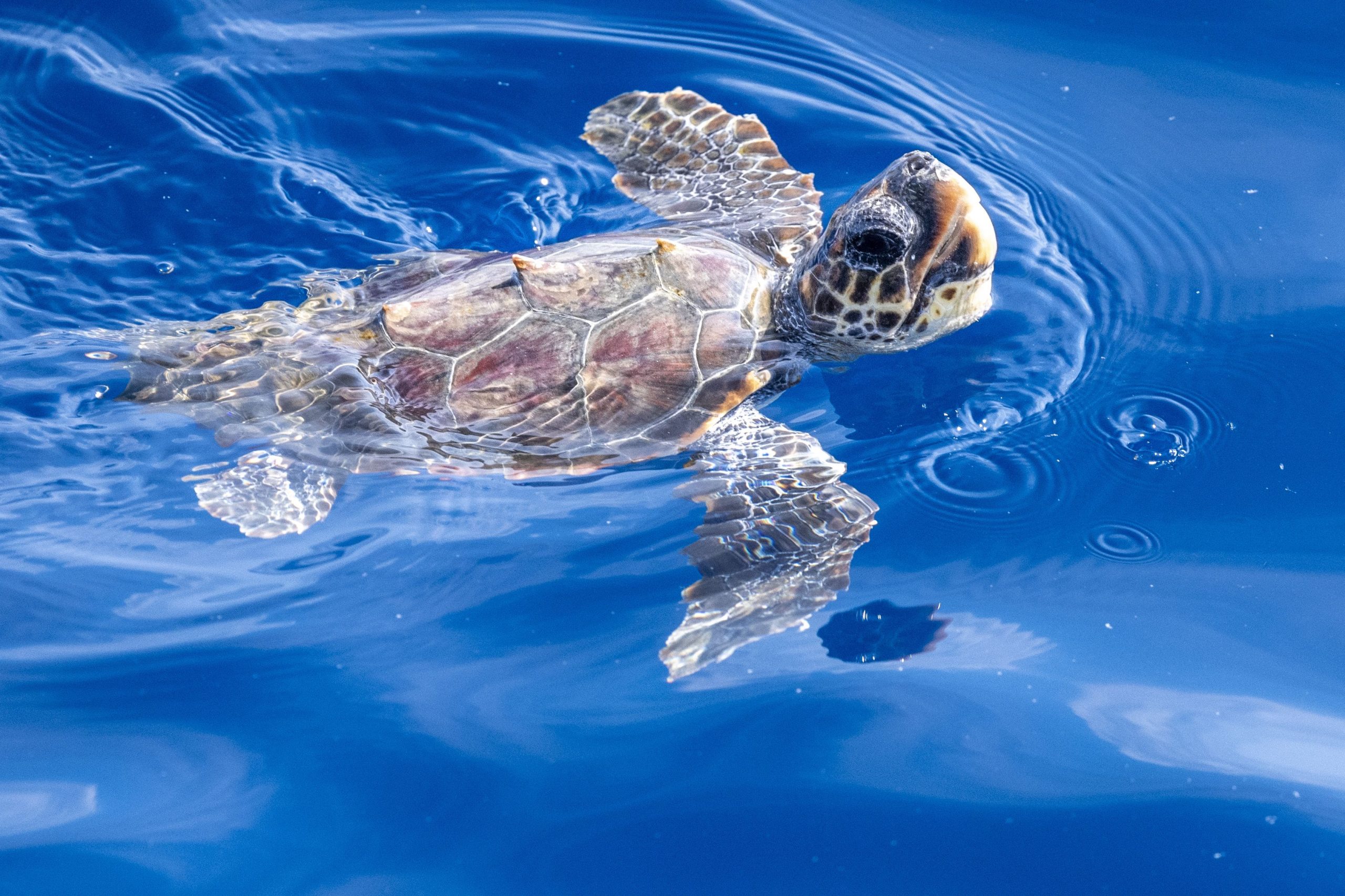 Le champ magnétique de la Terre déclenche les tortues de mer à «danser» lorsque la nourriture est proche (et c'est adorable)
