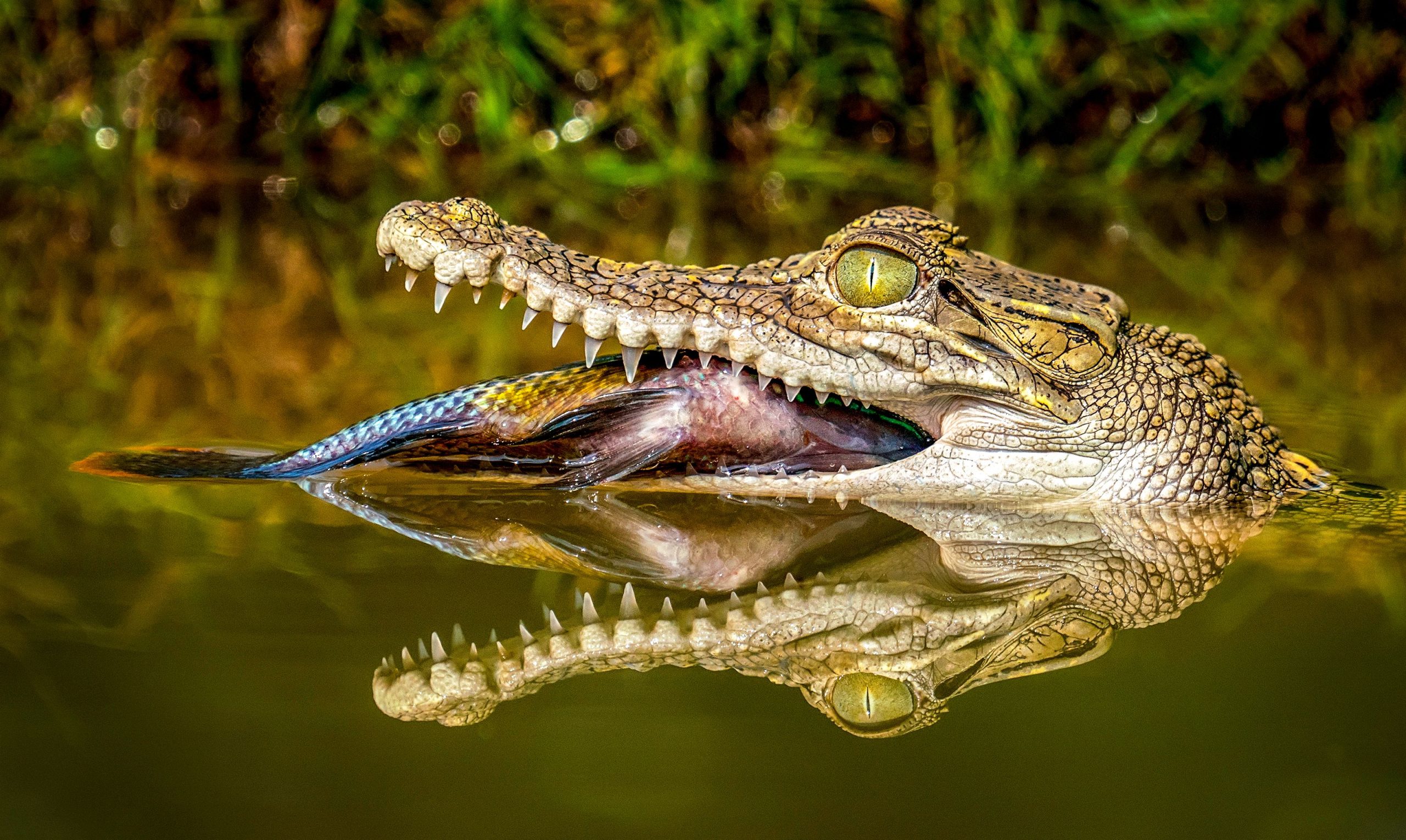Les crocodiles ont survécu à deux événements d'extinction de masse parce qu'ils pouvaient manger presque n'importe quoi