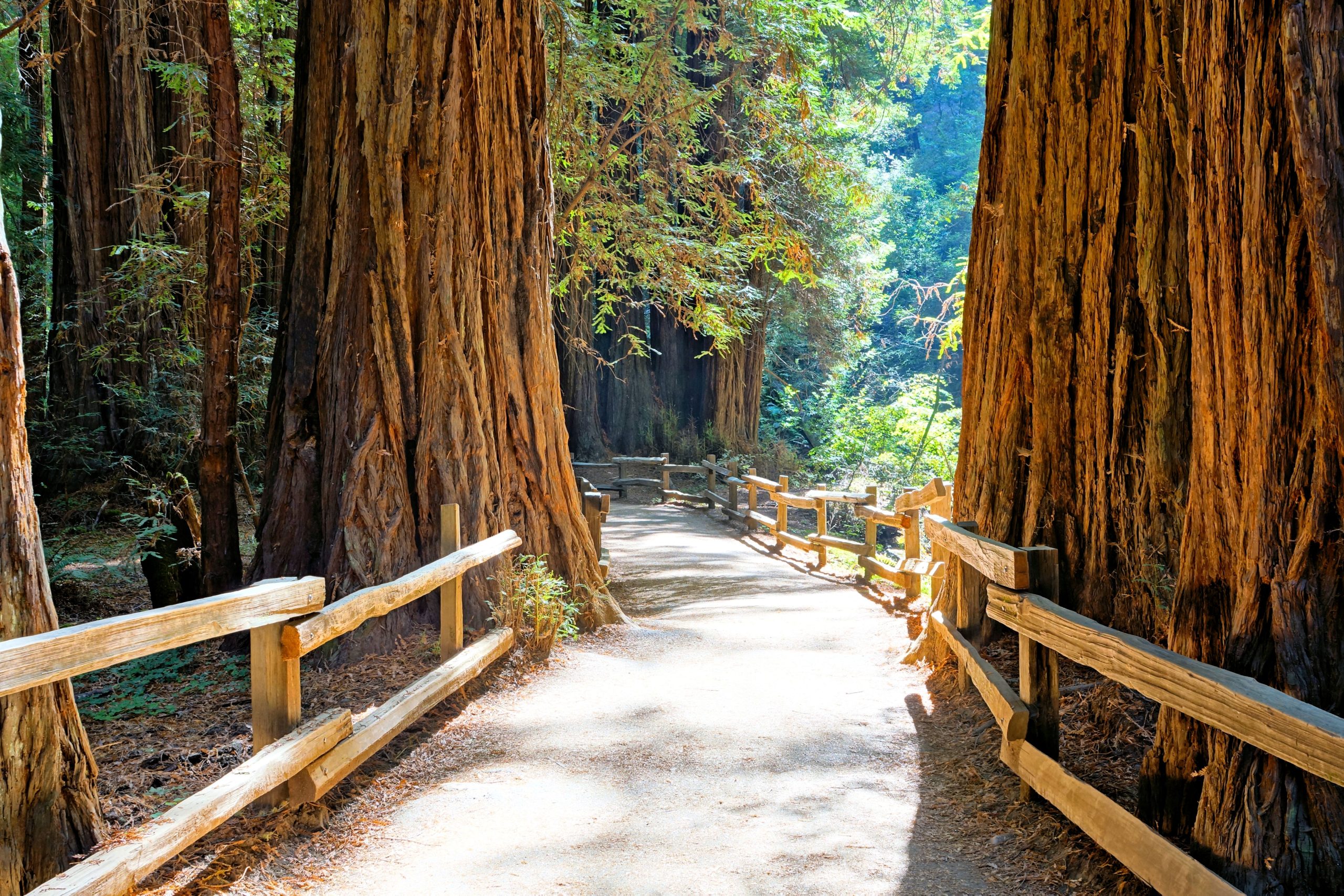 Skip Redwood National Park: Este antiguo Monumento Nacional de California también tiene los árboles más altos del mundo