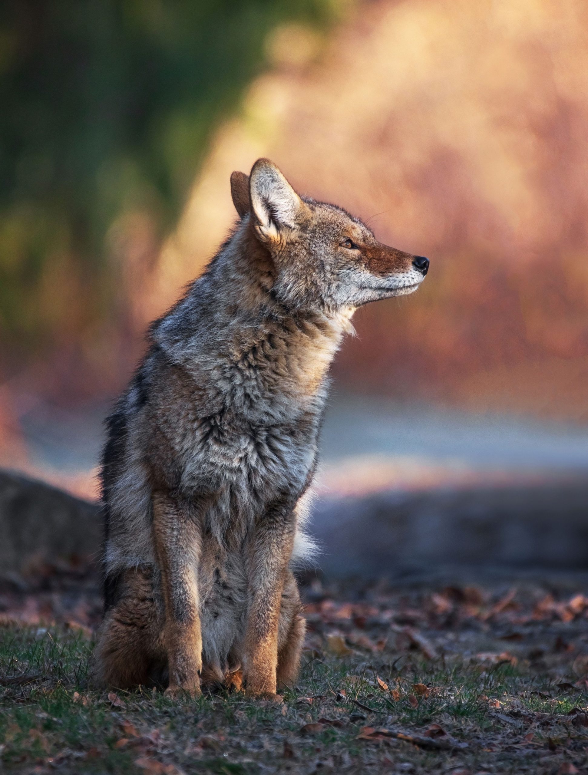 Os coiotes estão causando alfins em um lugar inesperado: Nova York