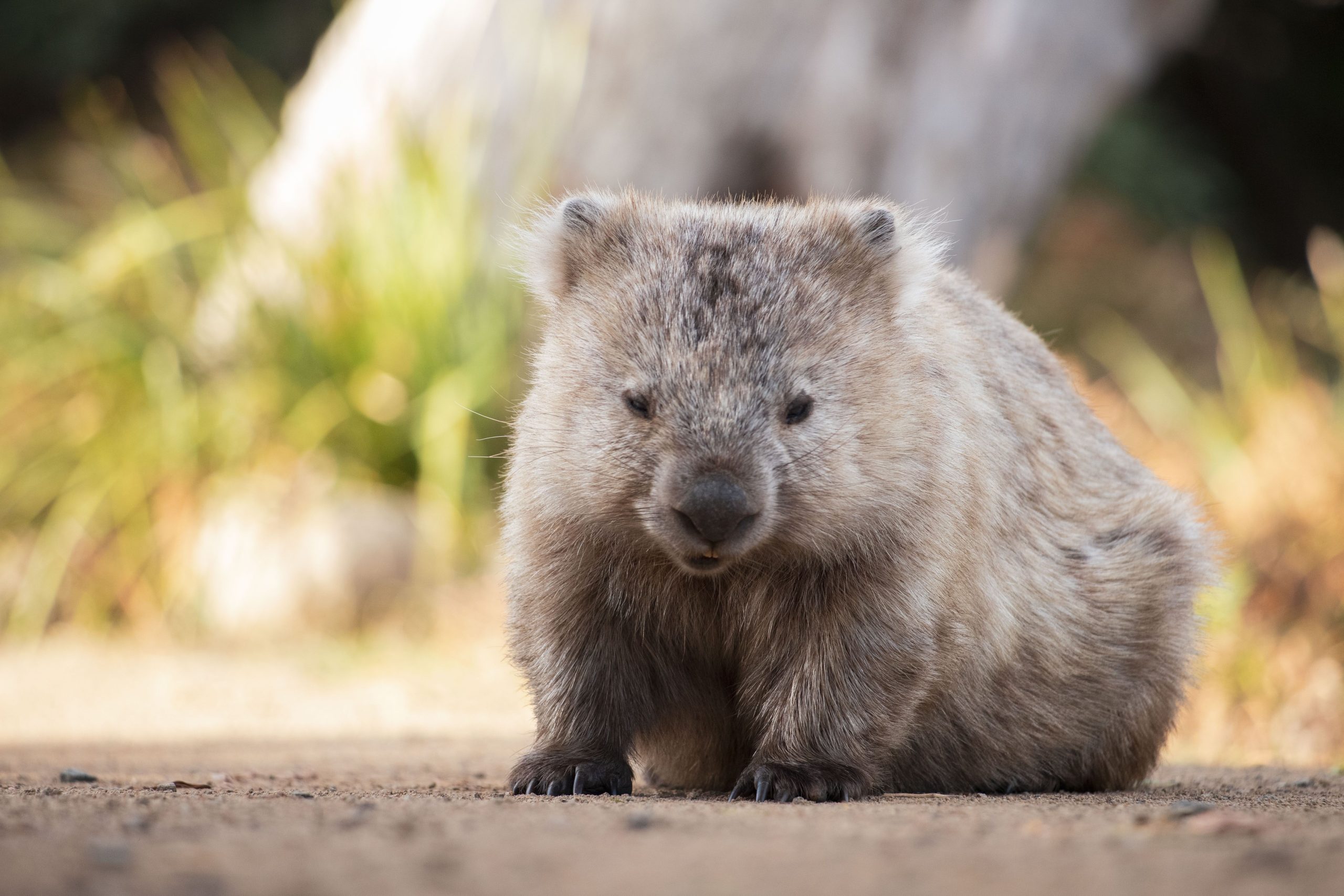 Un influenceur américain a quitté l'Australie après avoir attiré l'attention pour la falsification de la faune