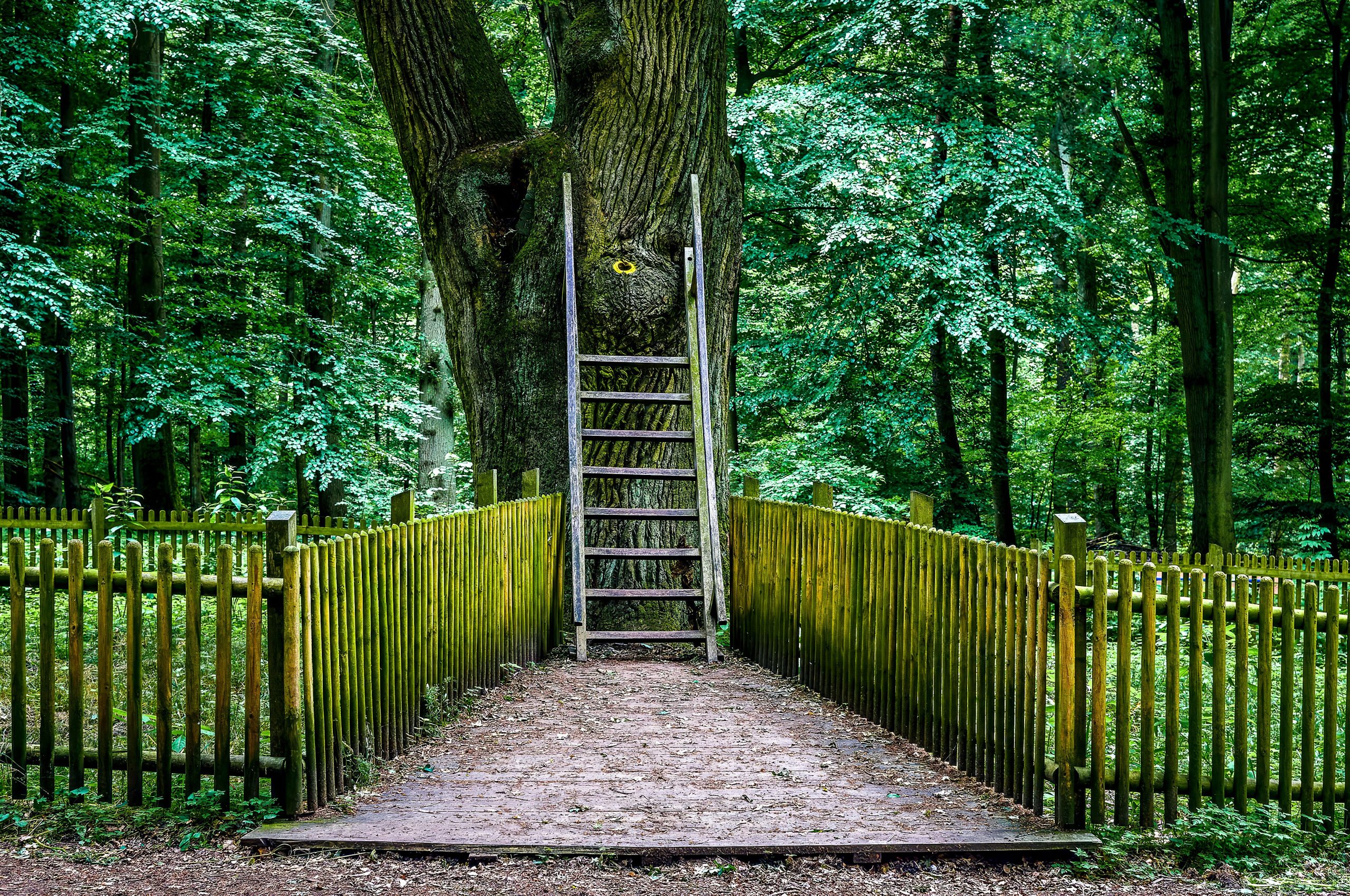 Cet arbre inhabituel a sa propre adresse postale et est lié à plus de 100 mariages réussis