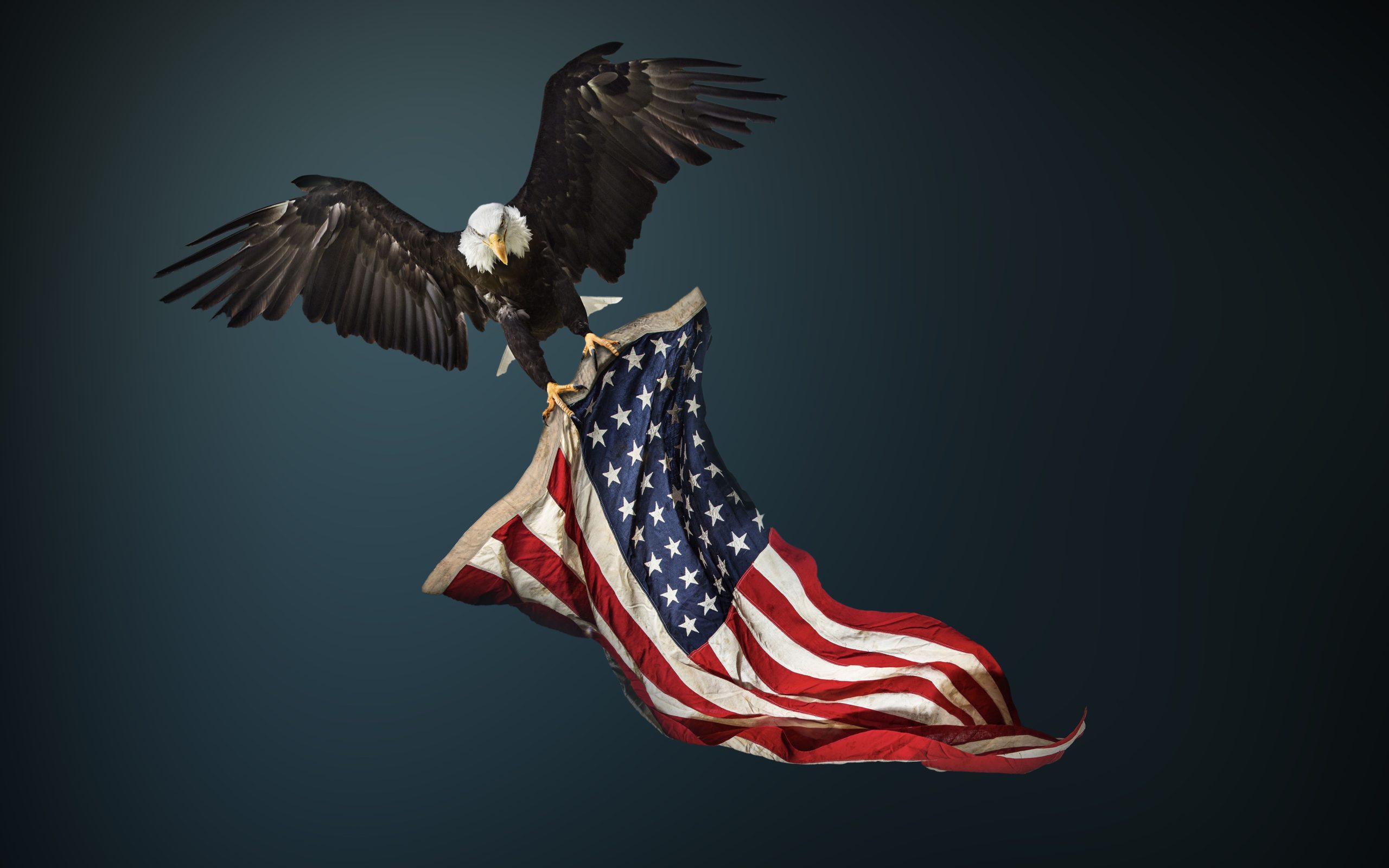 Durante 250 años, el águila calva no era en realidad el pájaro nacional (hasta ahora)