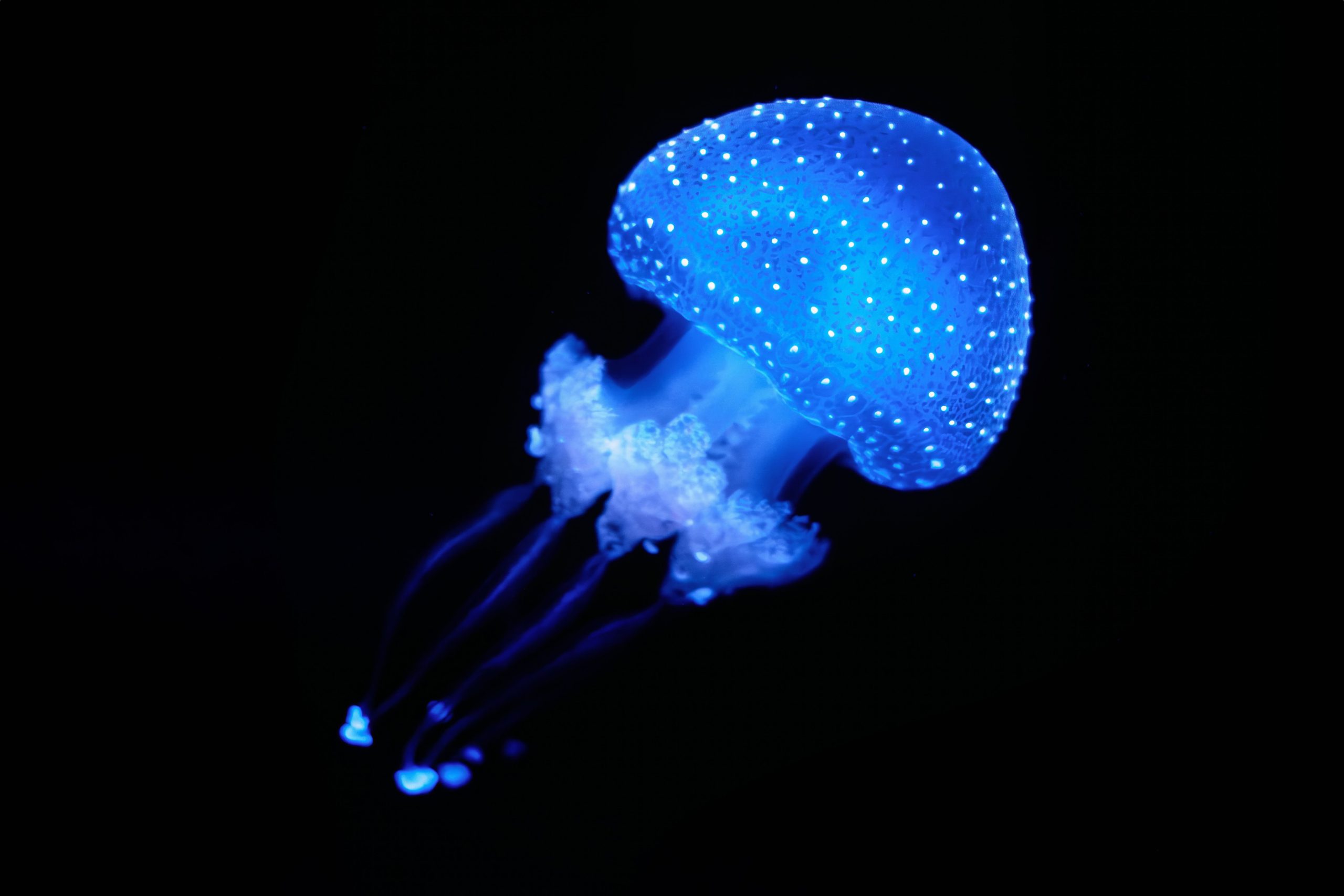 La extraña criatura de 24 ojos resultó estar relacionada con el animal marino más venenoso de la Tierra