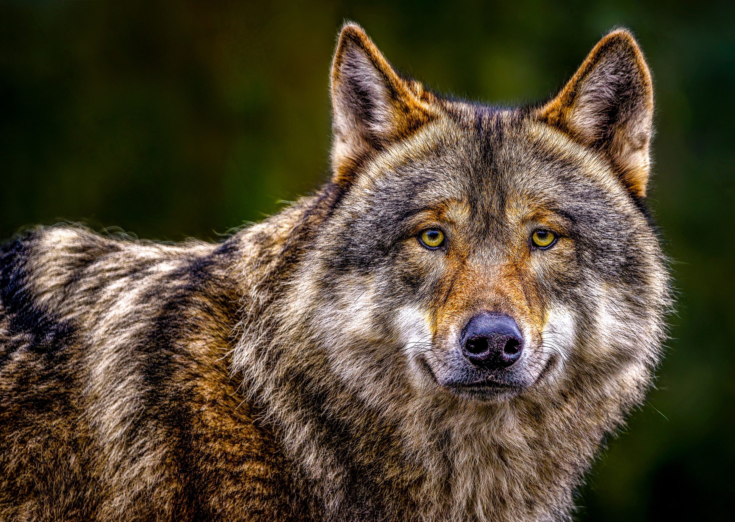 Os lobos cinzentos liberados nas Montanhas Rochosos faleceram enquanto outros florescem