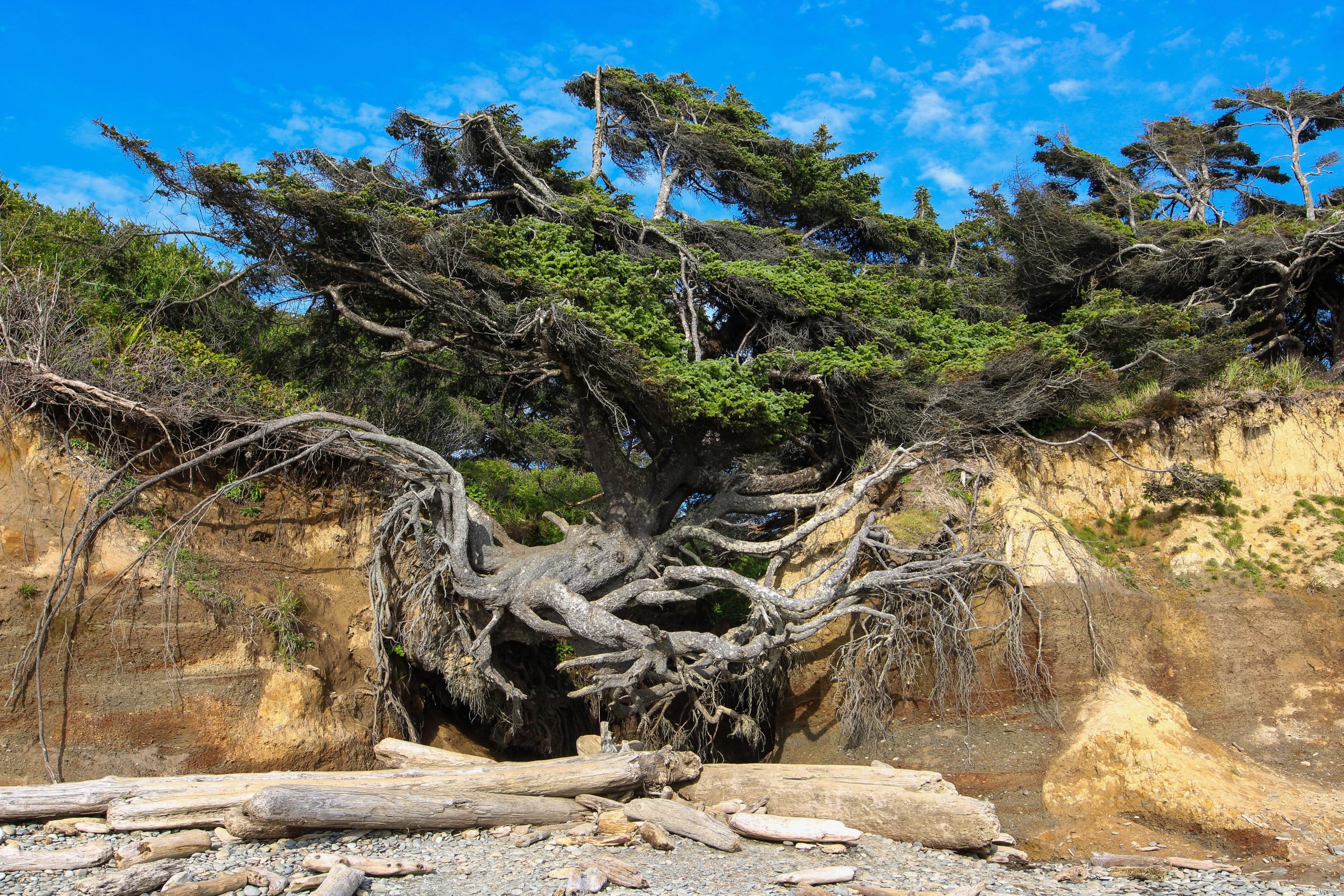 L '«arbre de vie» emblématique du parc national olympique ne survivra pas beaucoup plus longtemps