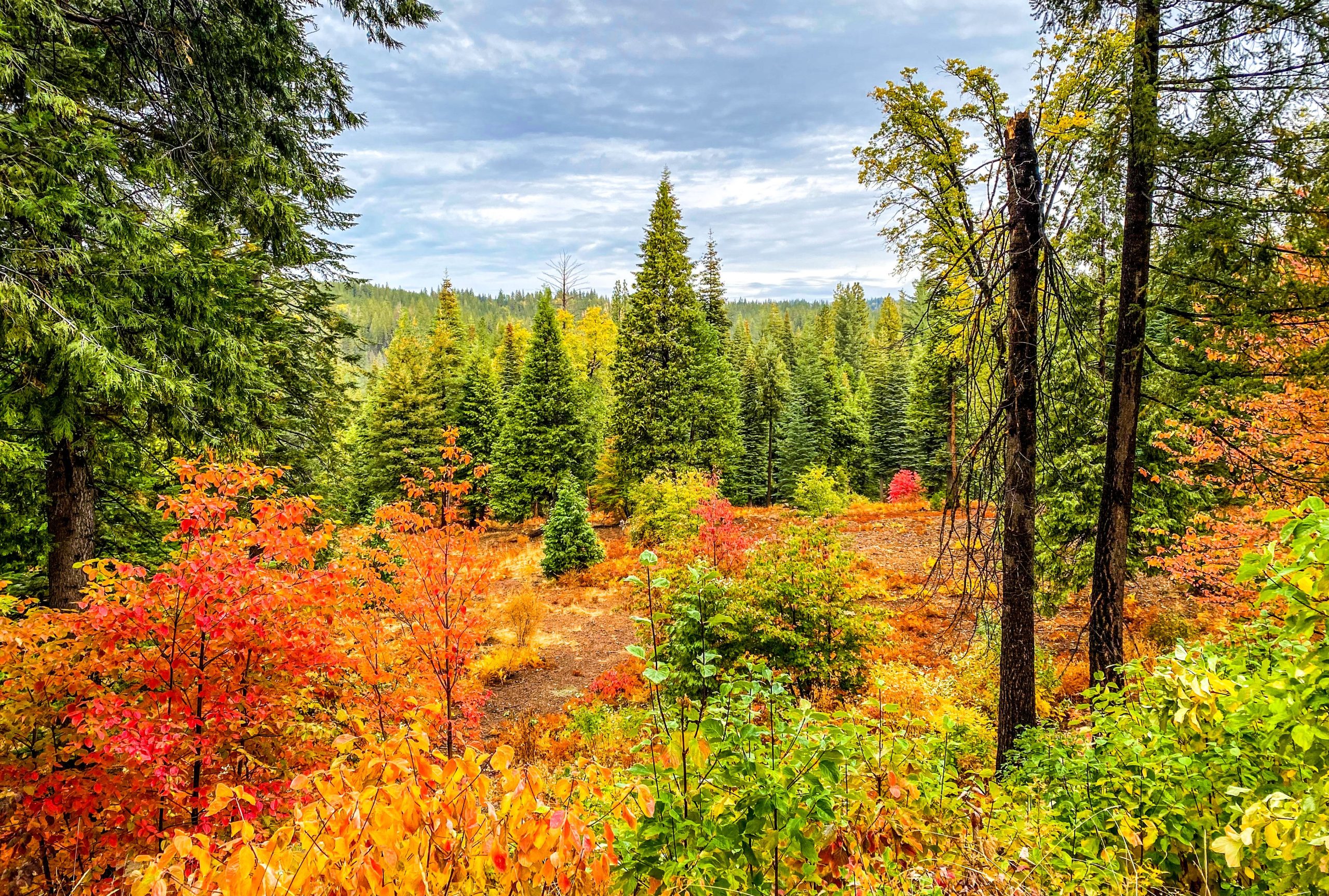 Pintoresco, pero subestimado: esta ciudad de California es la alternativa perfecta del lago Tahoe