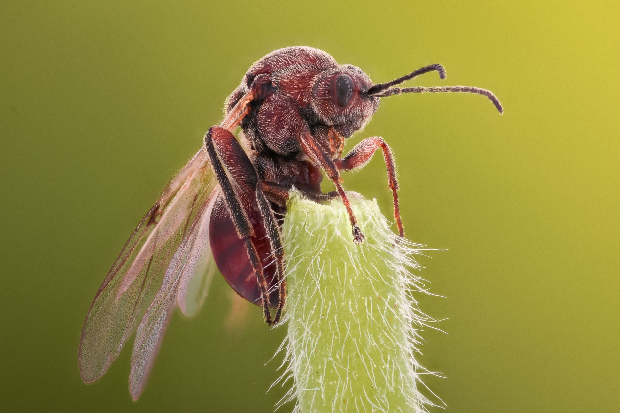 Las hormigas de la reina hacen lo más extraño después de pelear con sus cónyuges