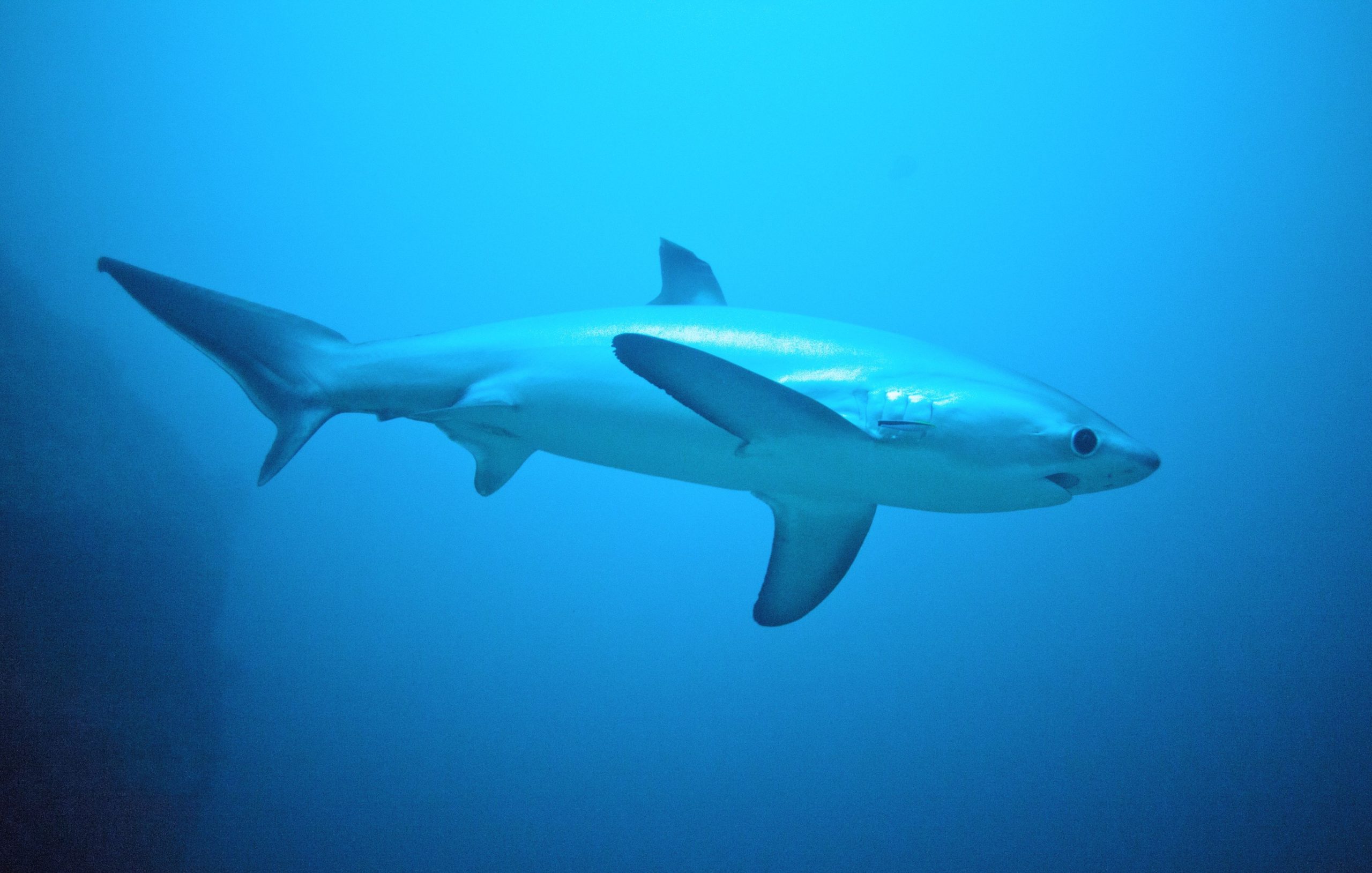 Tubarão ameaçado de extinção na praia do Reino Unido com sinais de “trauma significativo”