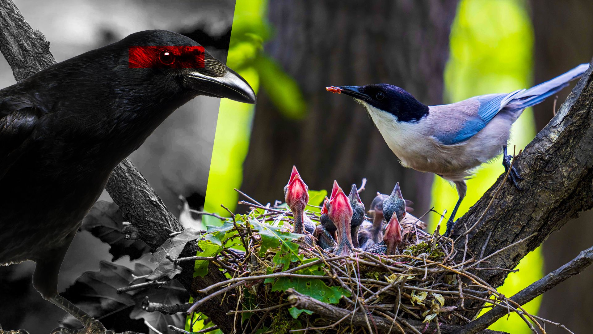 Les experts découvrent que la redécoration réduit le risque d'invasion de domicile 