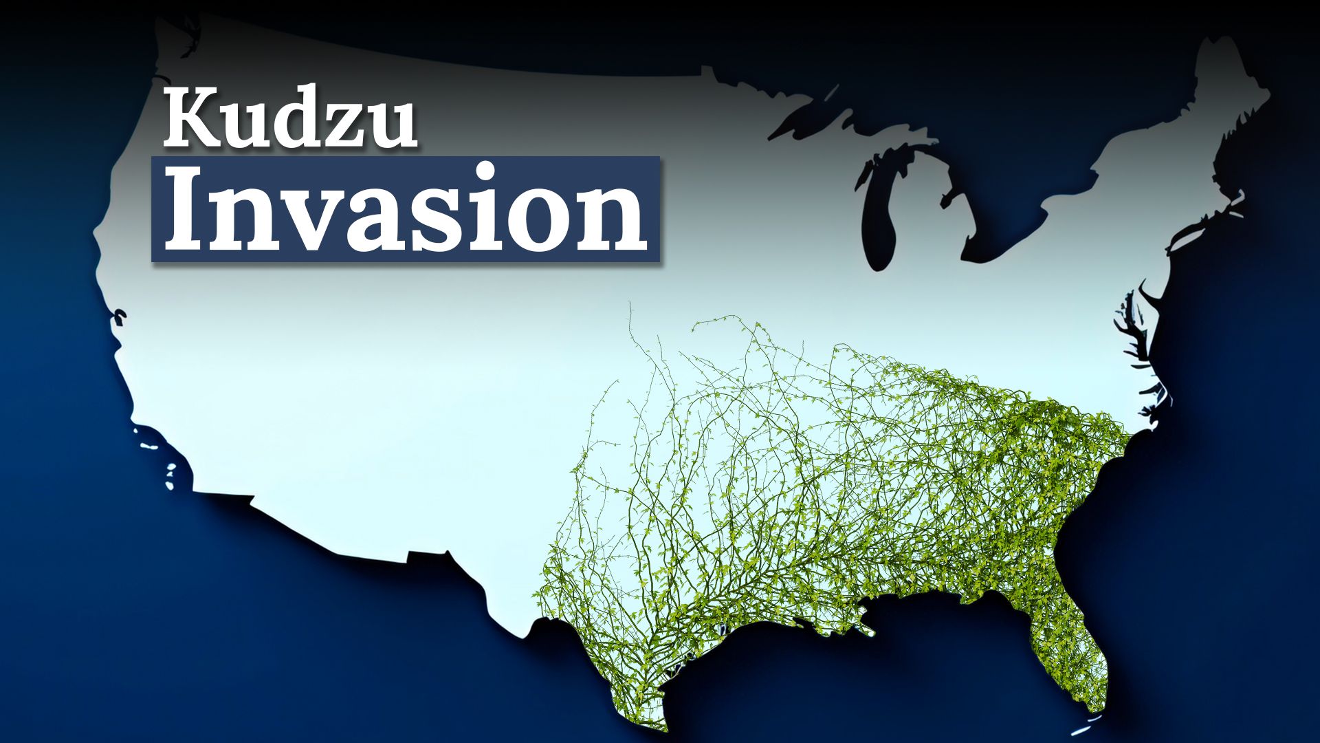 La «vigne qui a mangé le sud» est toujours une menace invasive aux États-Unis aujourd'hui