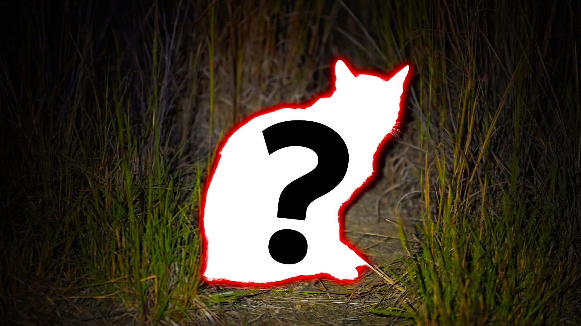 Este animal de estimação "invasivo" está destruindo silenciosamente a vida selvagem do Parque Nacional dos EUA