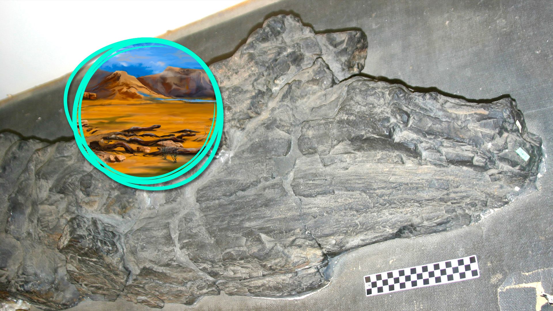 Este misterioso fóssil de 3 metros de altura não pertence a nenhuma forma de vida conhecida