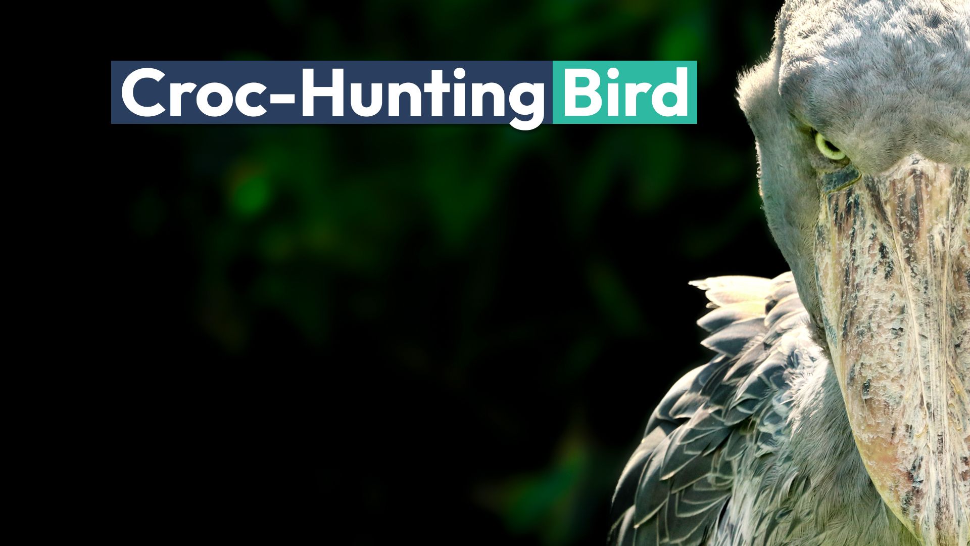 Este aterrador del tamaño humano busca cocodrilos (y cualquier otra cosa que quiera)