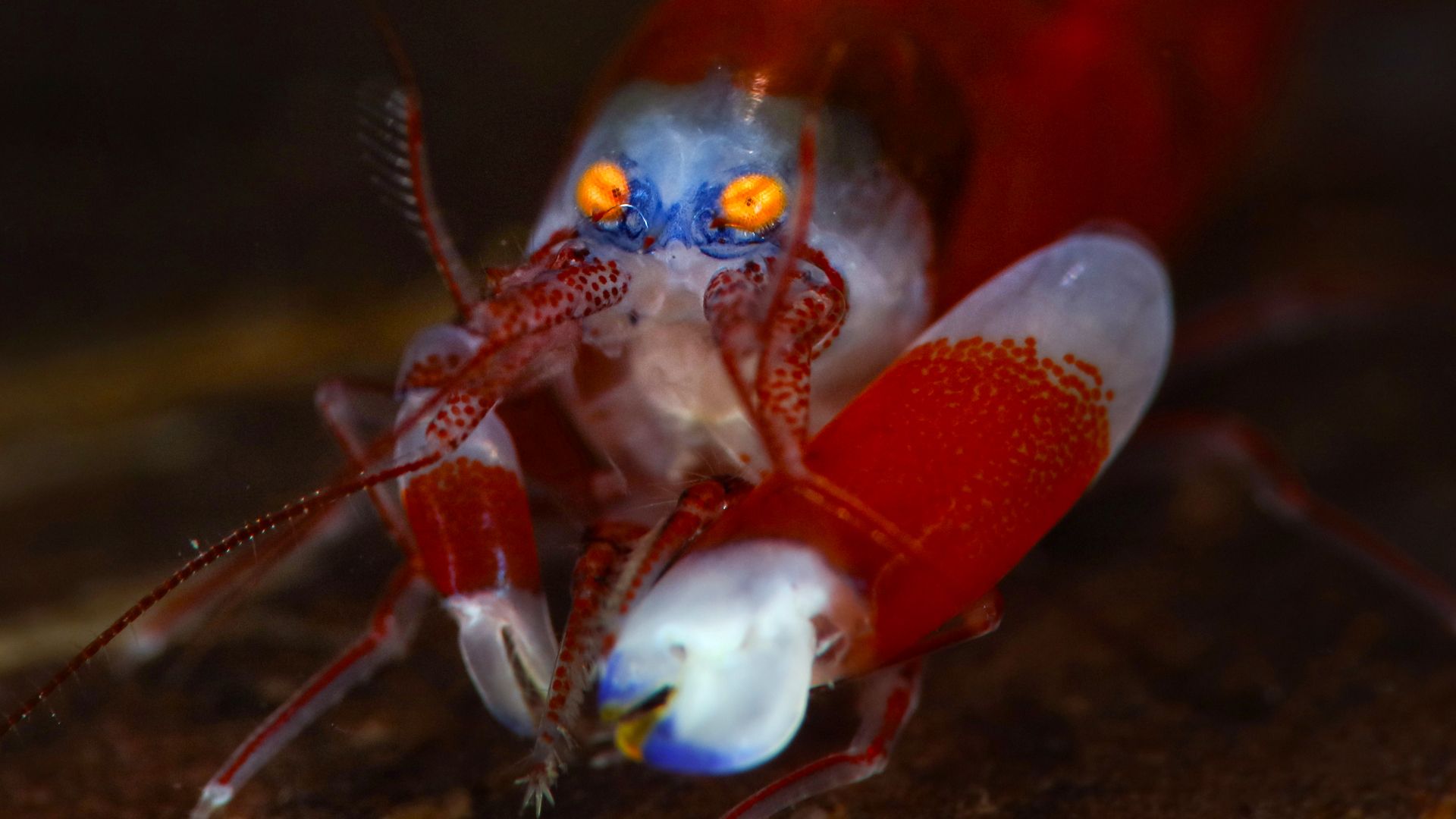 L'animal le plus fort de l'océan est une créature choquante avec un «pistolet paralysant»