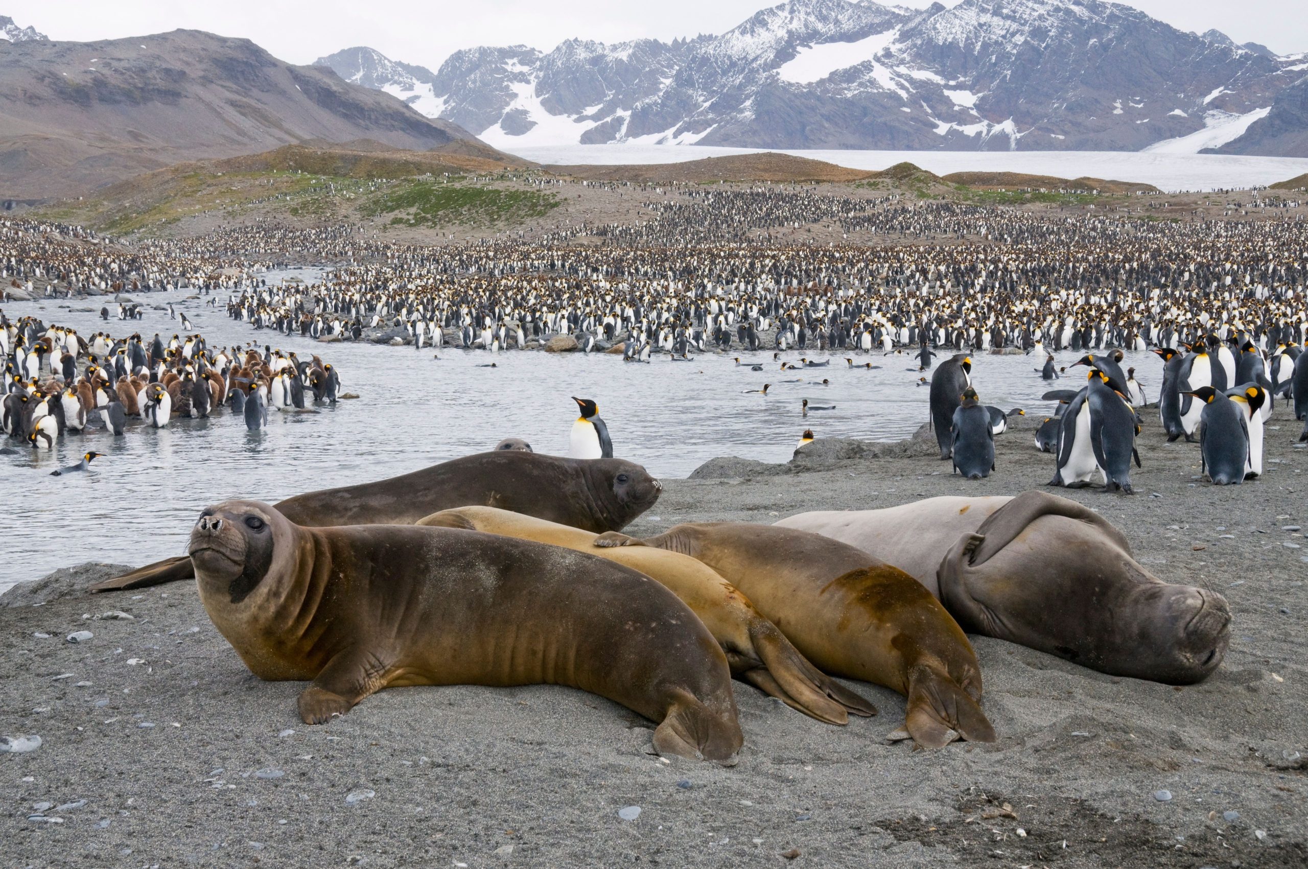 Milhões de pinguins e focas vidas poupadas como o maior iceberg do mundo, A23A, greves perto da ilha da Geórgia do Sul