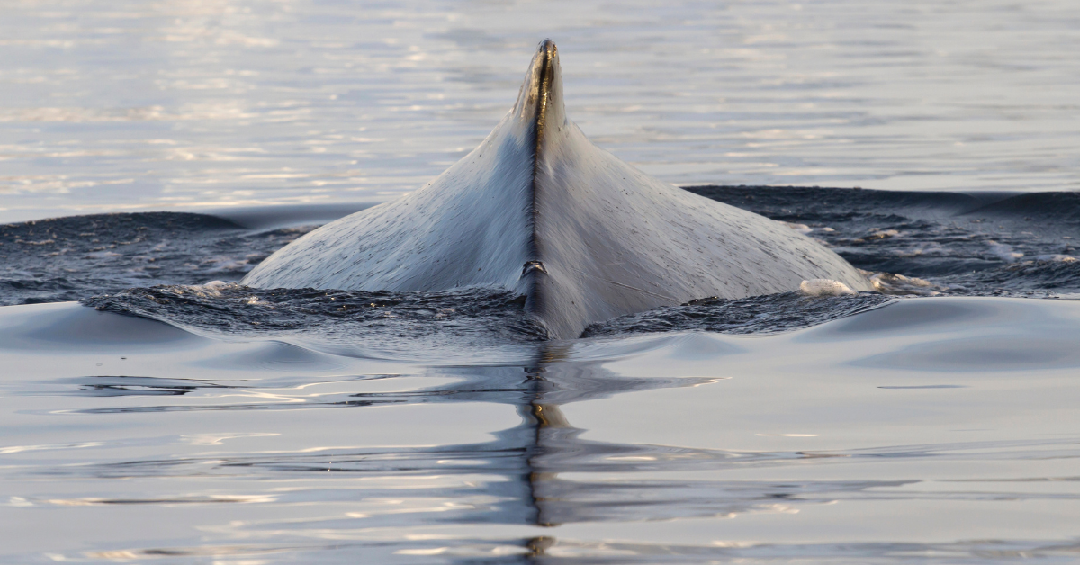 Une conversation mystérieuse sortant de l'océan Austral entre les animaux non identifiés continue de rendre les chercheurs fous