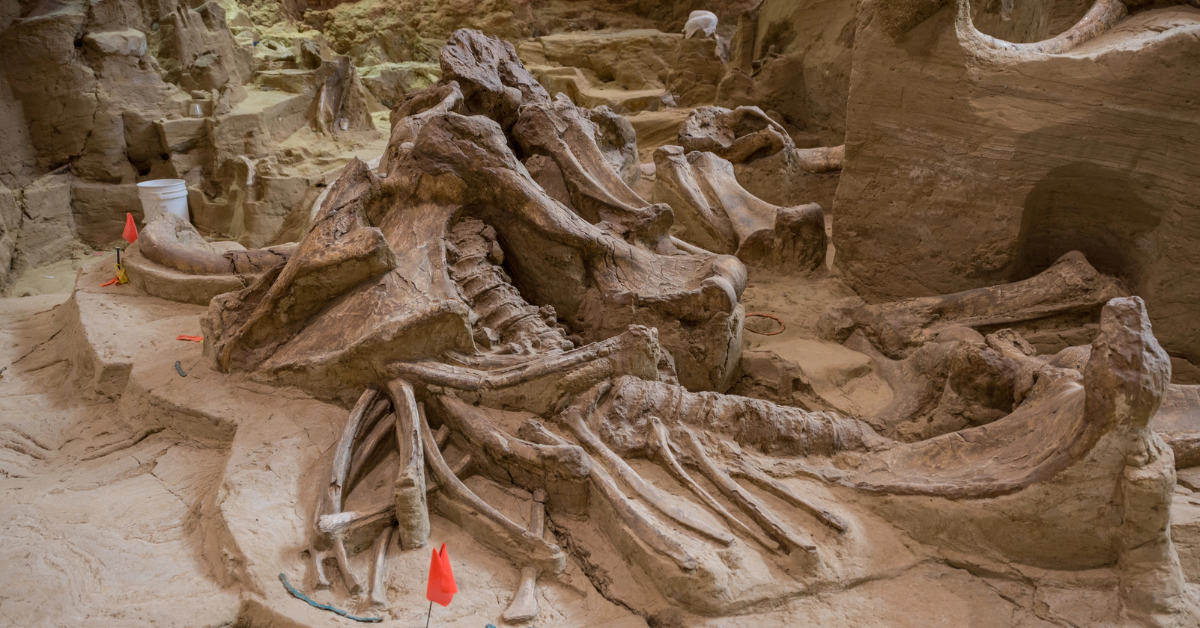 Los arqueólogos están atónitos después de que el descubrimiento de Wyoming desbloquea el secreto de cómo los primeros estadounidenses sobrevivieron la última Edad de Hielo