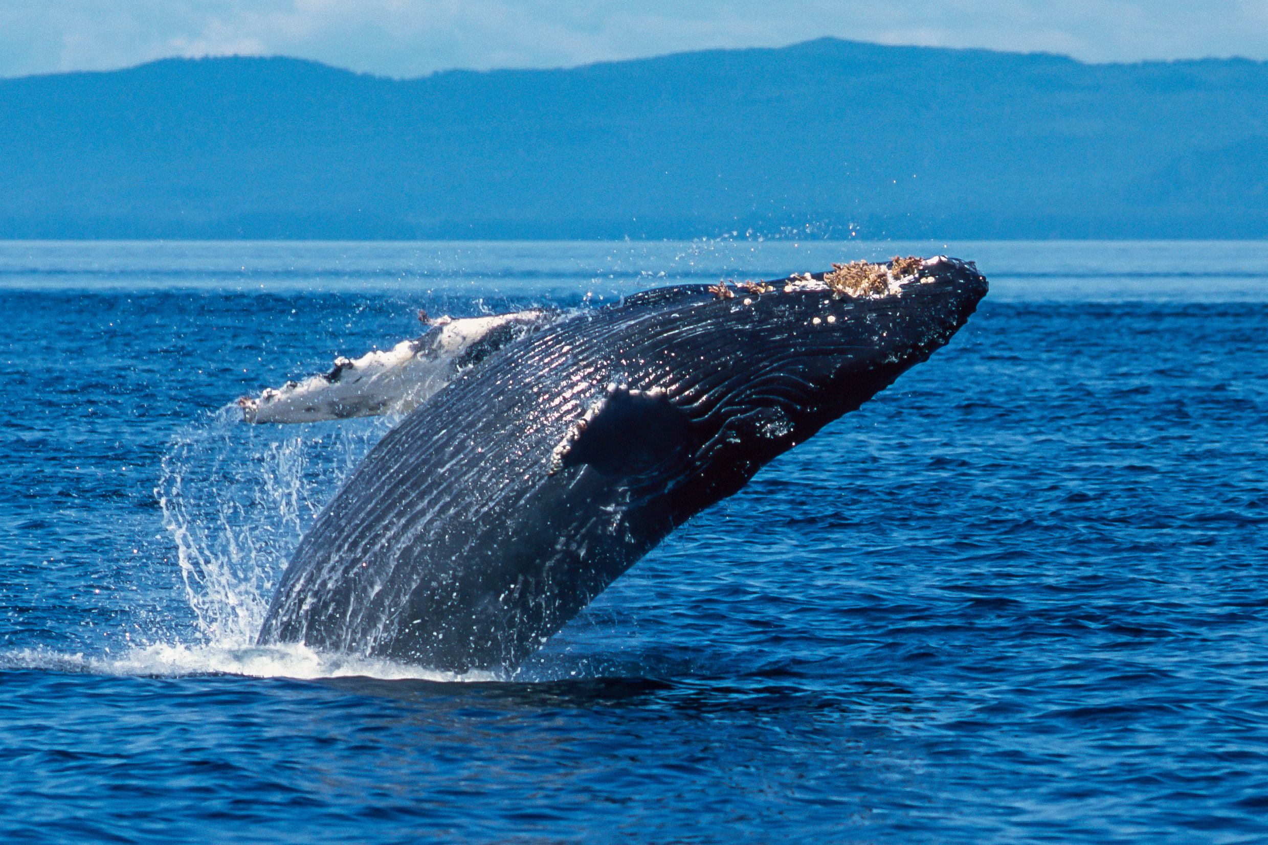 Estaba a centímetros de un oso y cara a cara con ballenas, así es como se siente Alaska