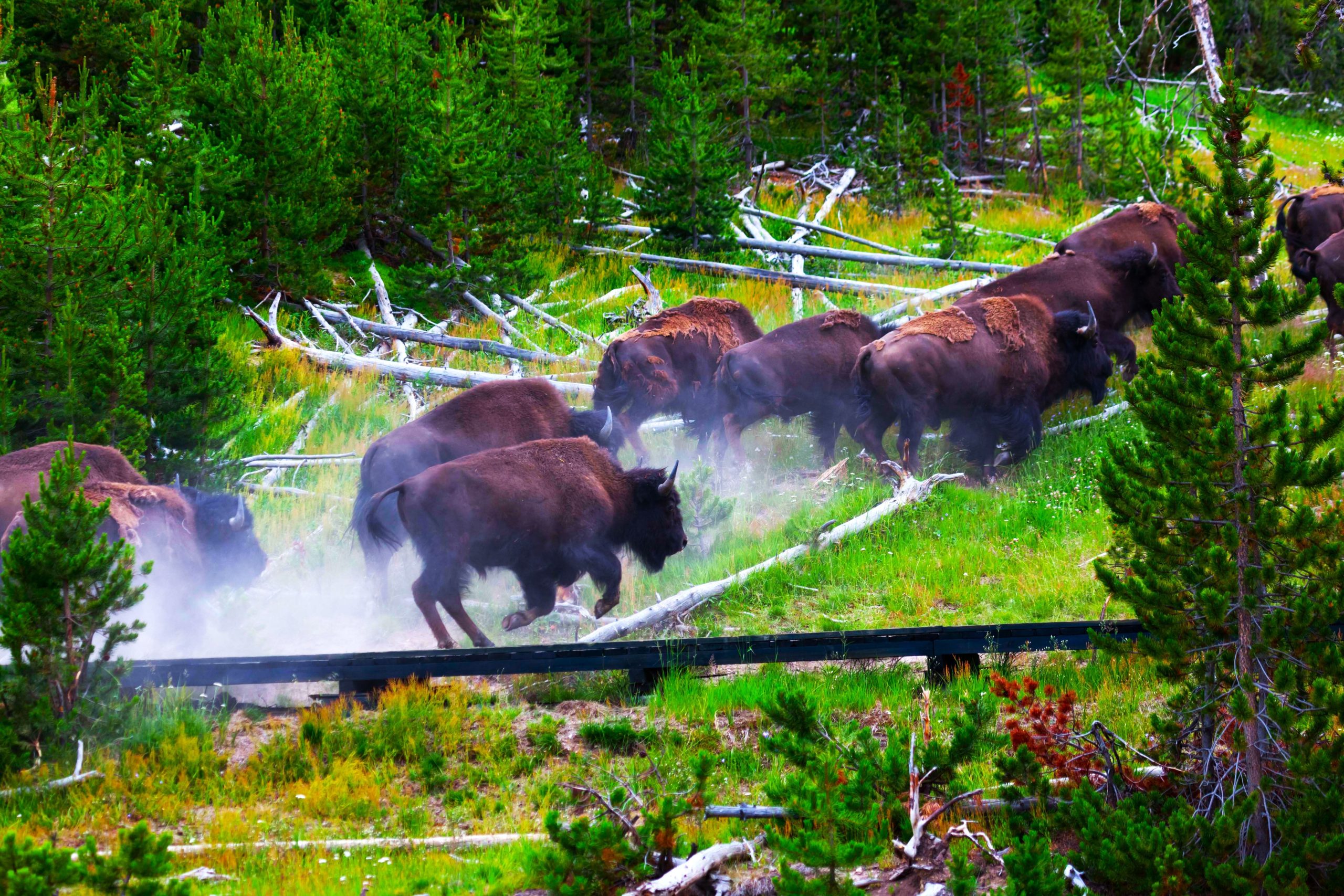 Les animaux en fuite de Yellowstone suscitent des problèmes d'éruption volcanique imminents, mais les experts disent ce qui se passe vraiment