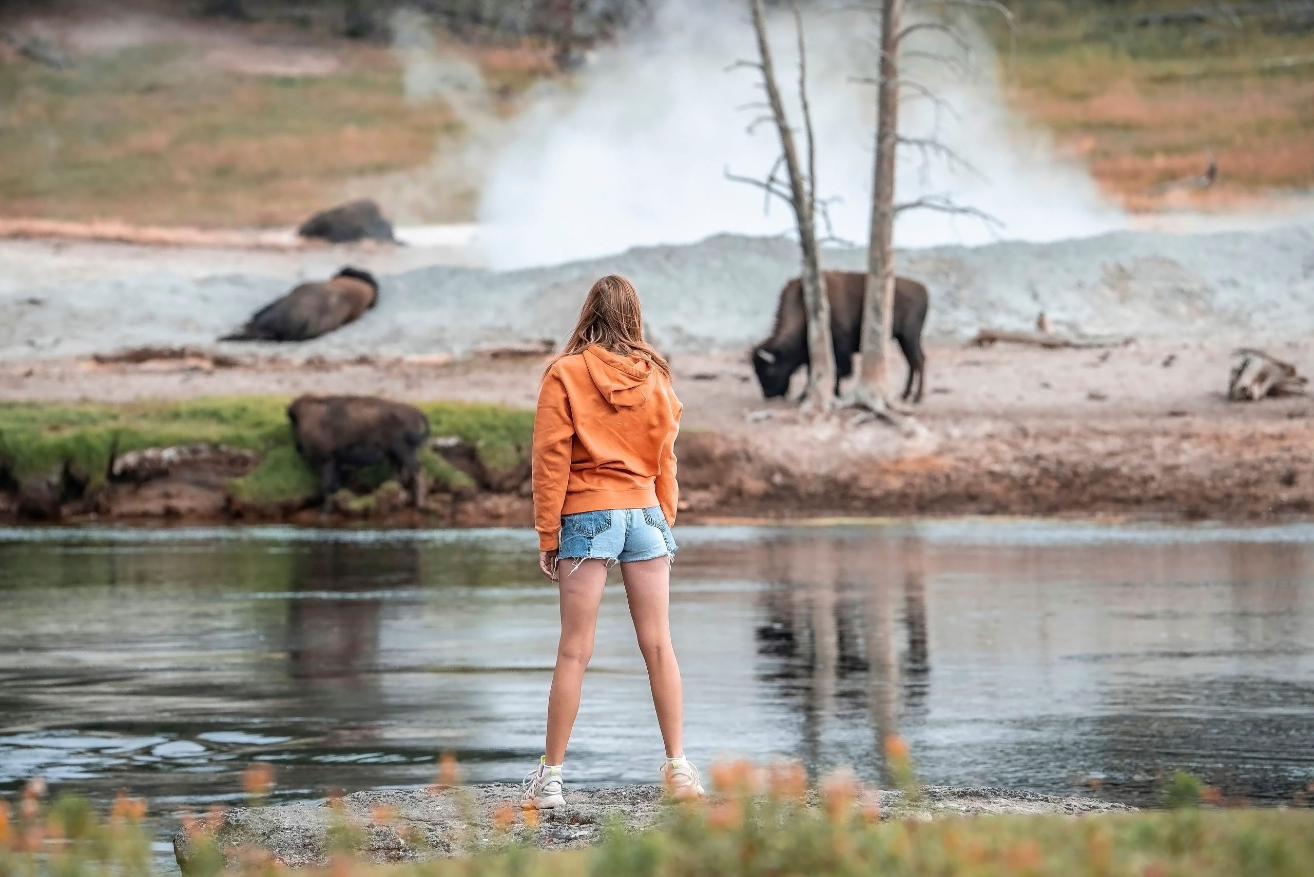 Yellowstone no es un zoológico de mascotas: los visitantes imprudentes atrapados arriesgan sus vidas casi reciben una lección crucial