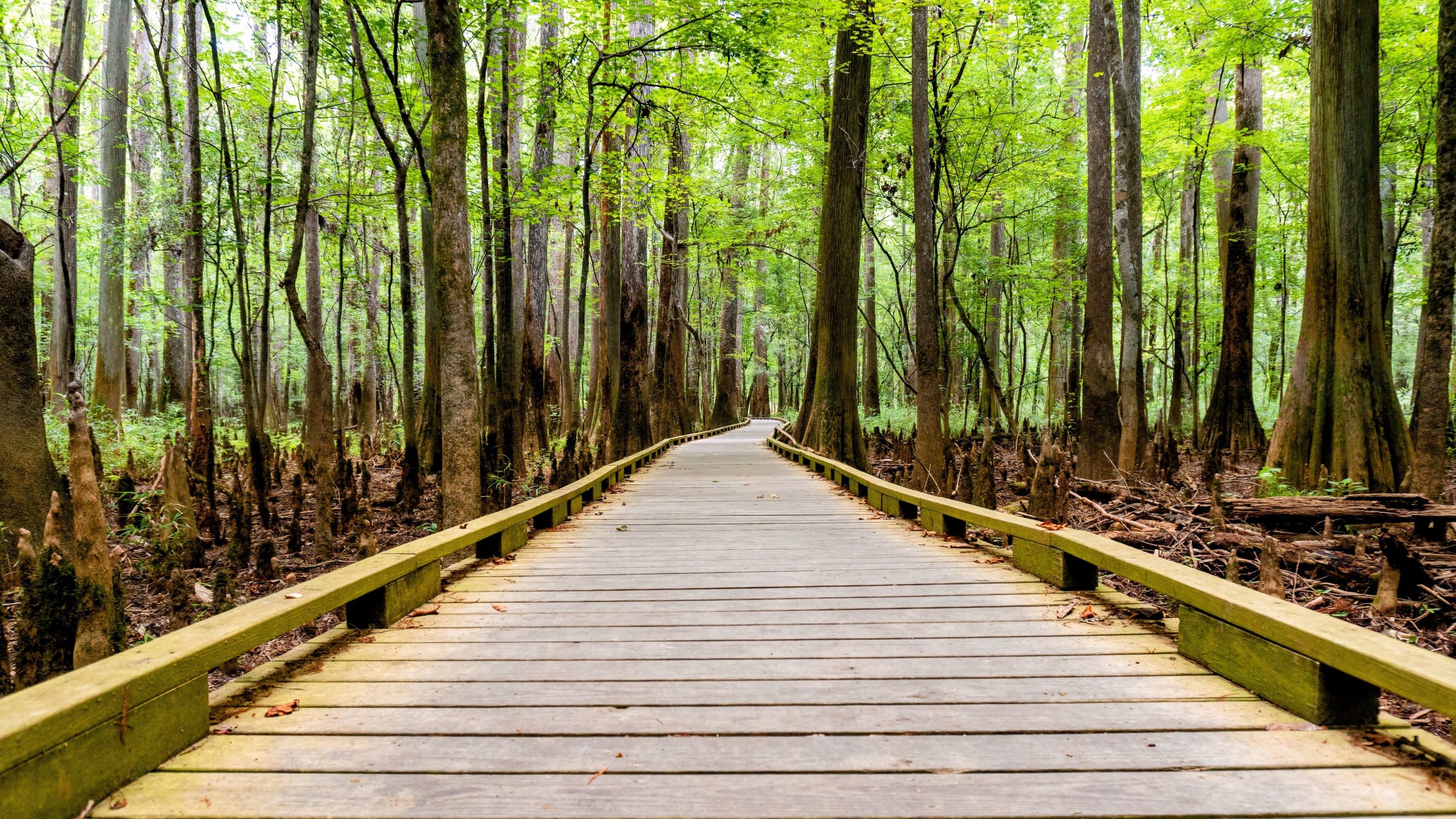 Este Everglades de Florida es parecido a los bosques antiguos, un sendero de remo de 50 millas y menos multitudes