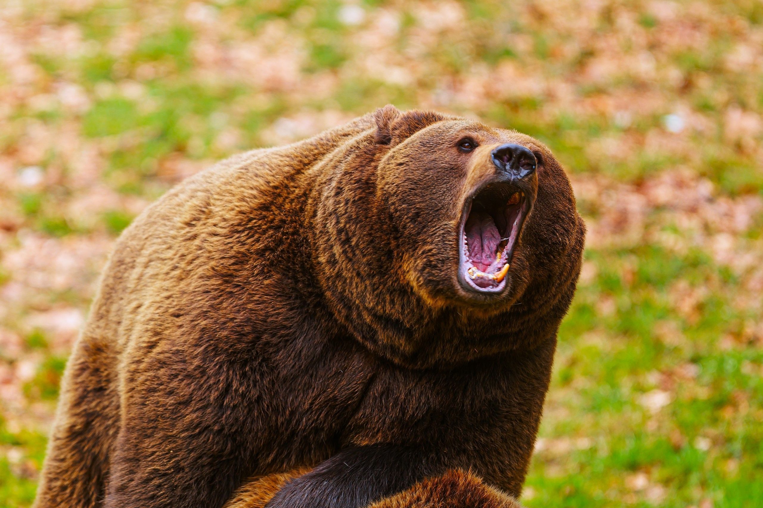 "¡Sube a tu auto!": Los espectadores de gritos miran una llamada cercana arriesgada con los osos de Yellowstone
