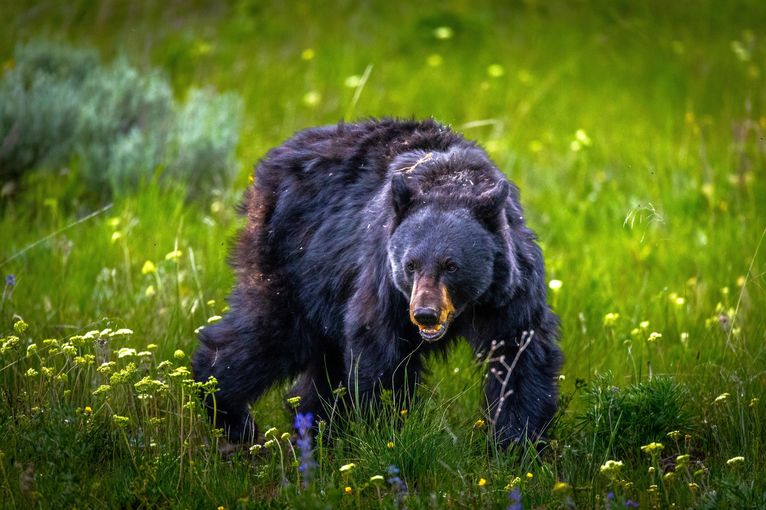 Le parc national de Yellowstone révèle la triste réalité derrière pourquoi elle vient de tuer un ours noir