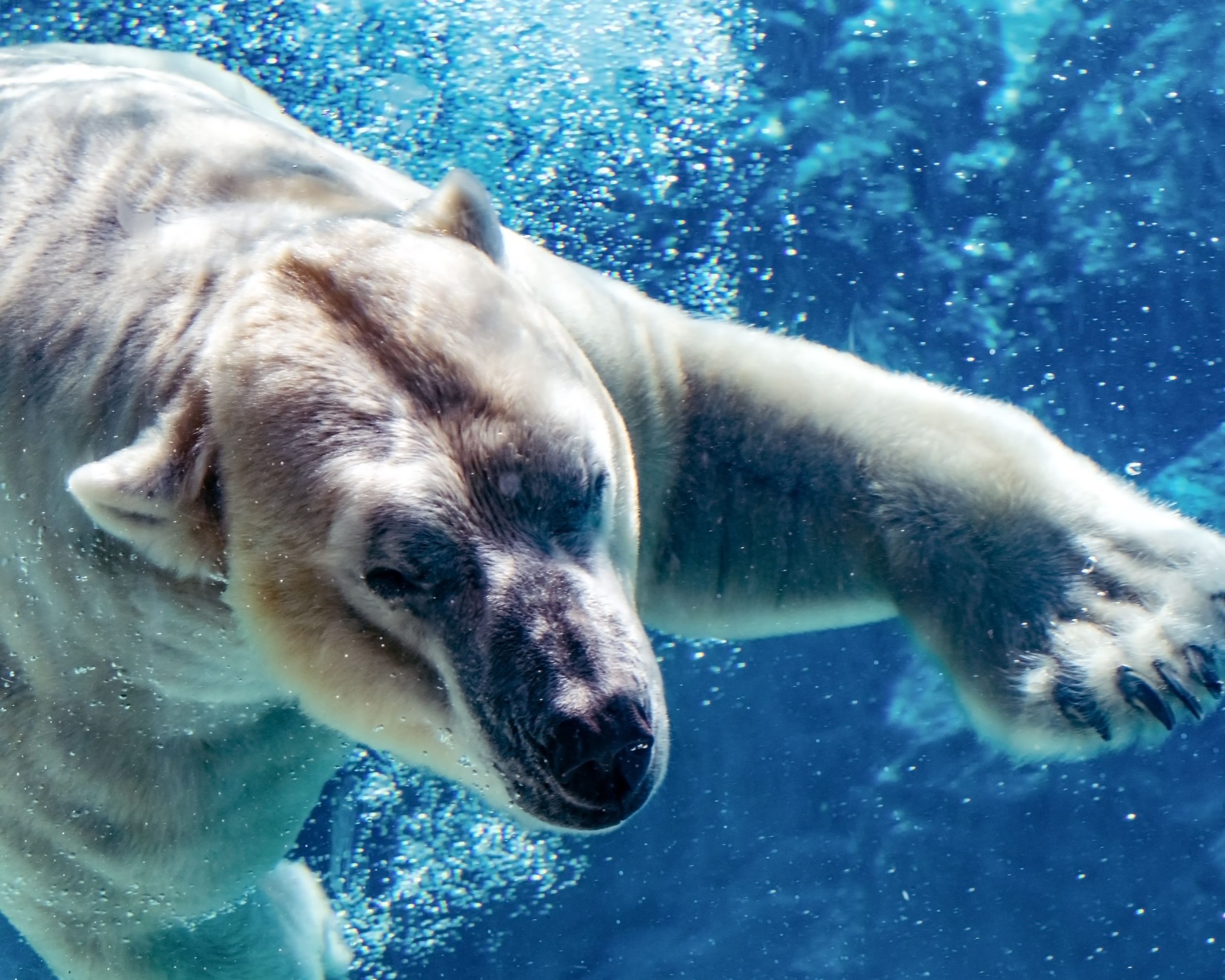 Les 20 plus grands zoos aux États-Unis que chaque amateur d'animaux doit visiter