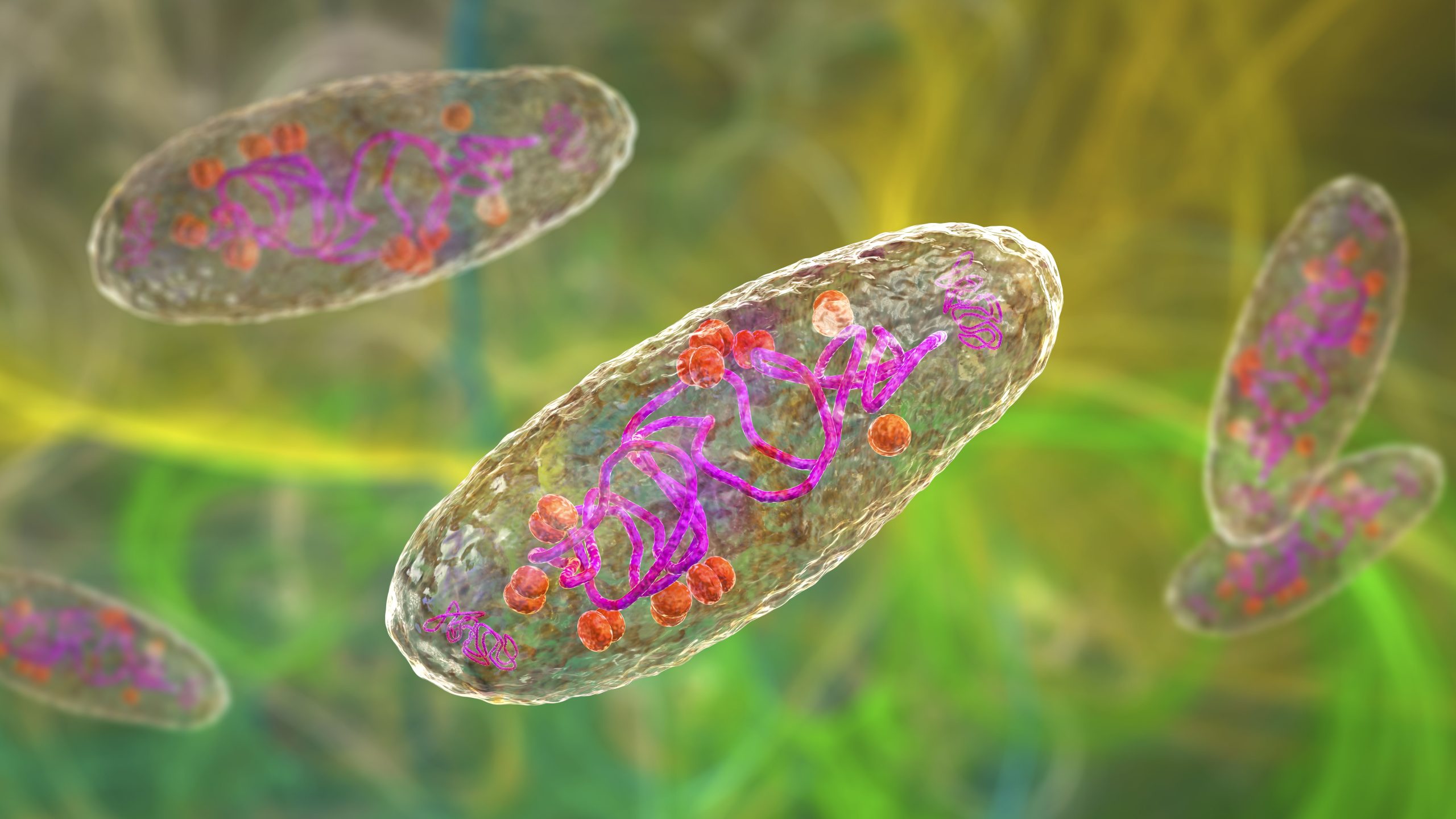 La mort humaine de la peste confirmée près de la populaire destination touristique de l'Arizona