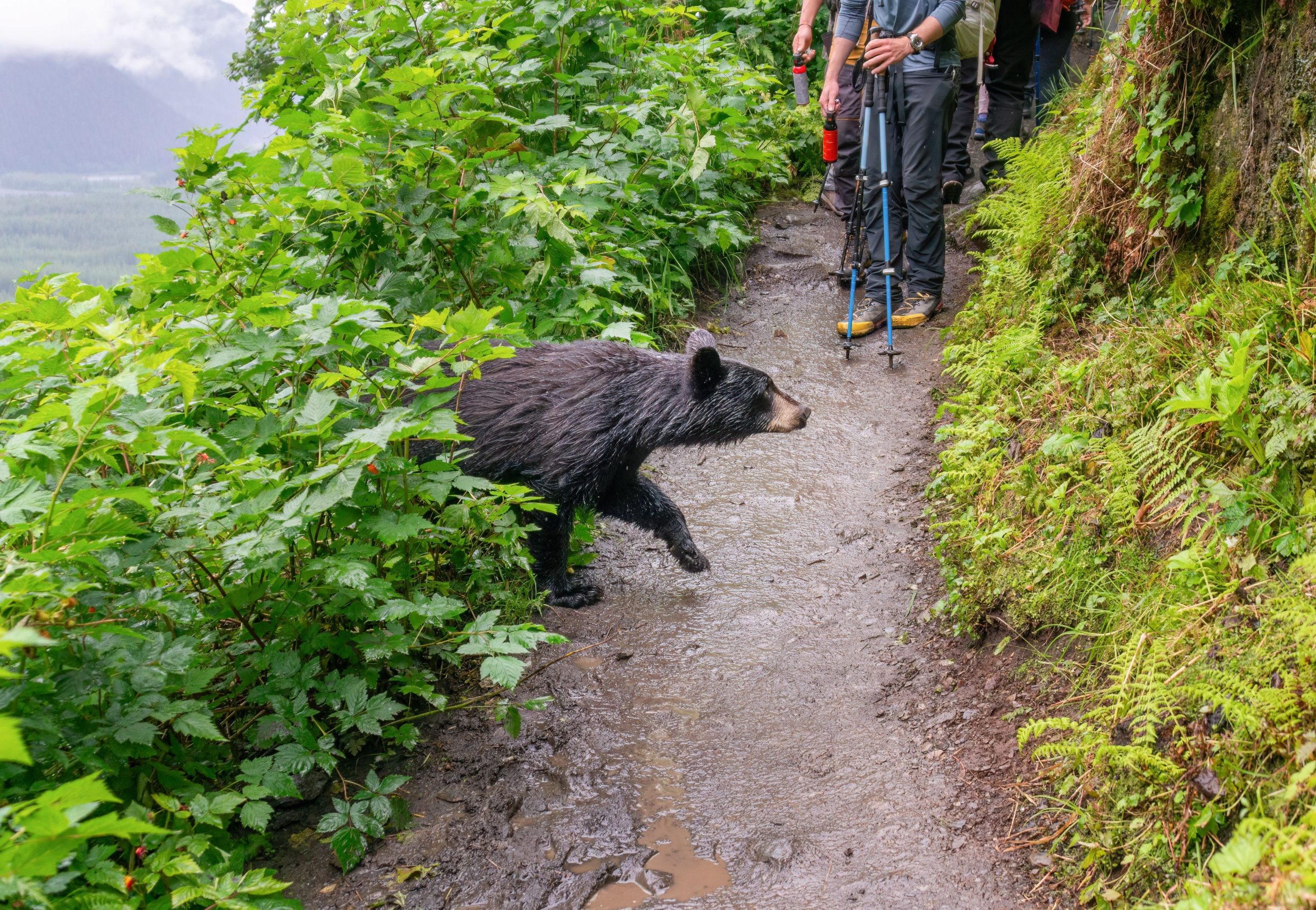 Les visiteurs du parc national des glaciers ont applaudi pour approcher un ours de la meilleure façon possible
