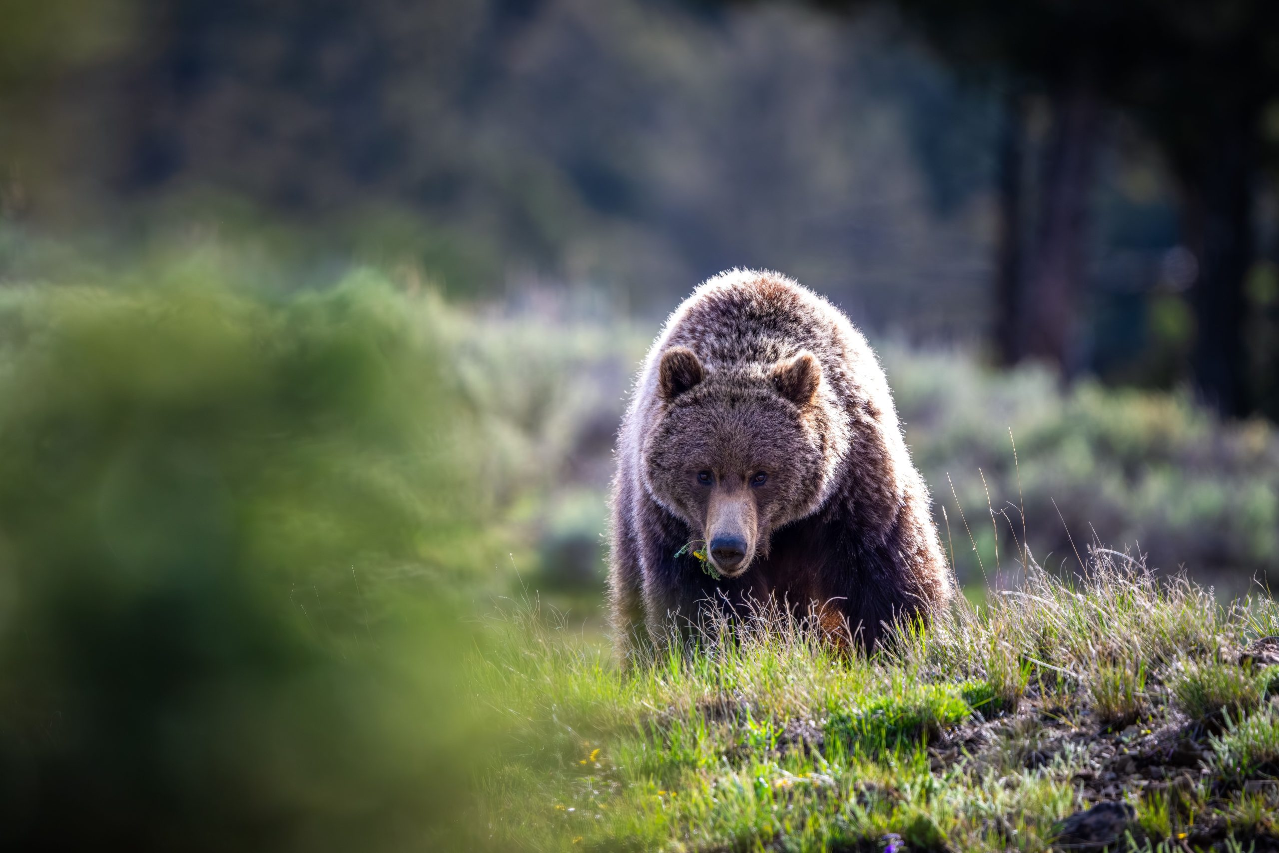 Le parc national de Yellowstone a un problème d'ours grizzly: voici comment ils le manipulent tranquillement