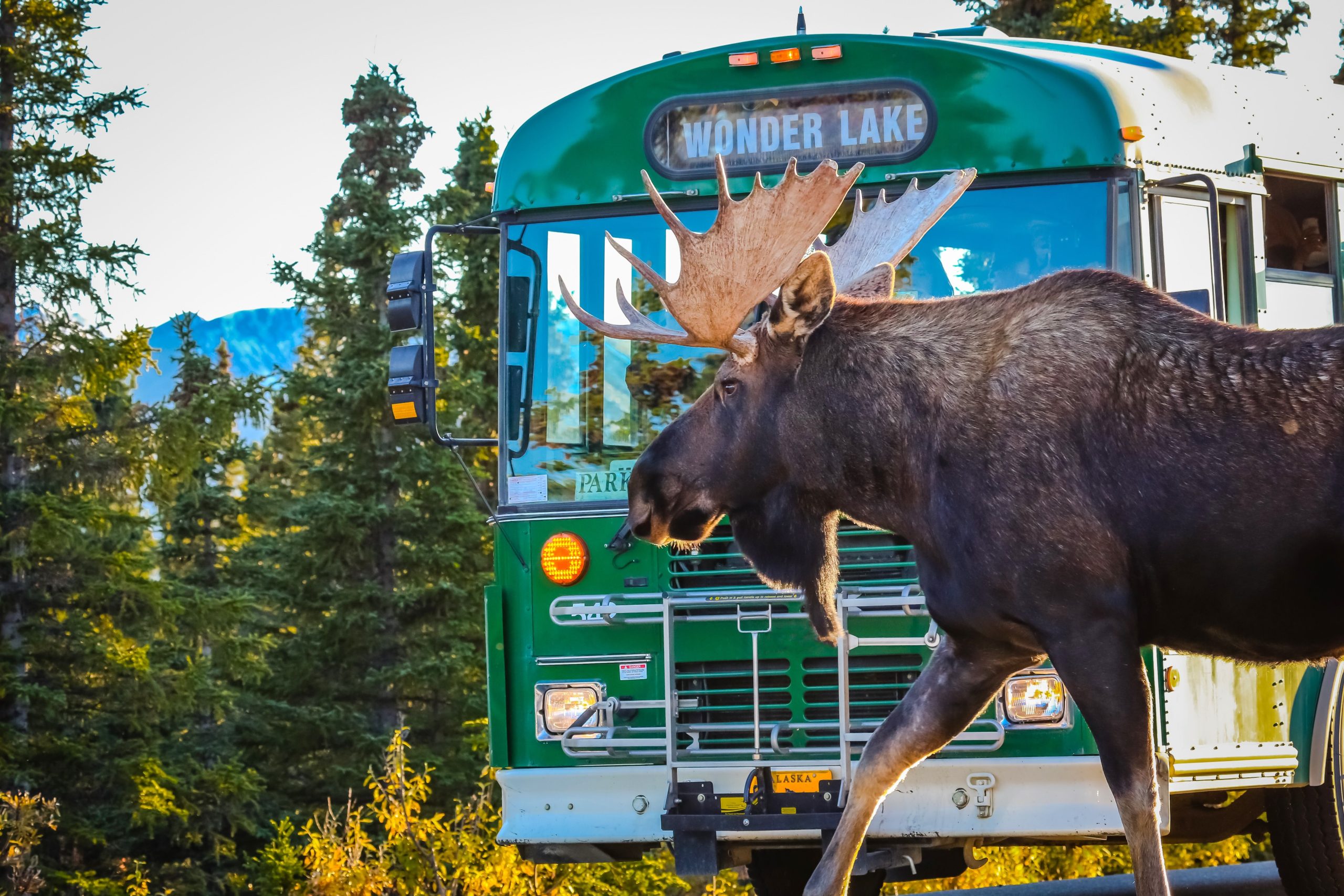 Tragic Moose Collision près du parc national de l'Alaska est un «rappel qui donne à réfléchir» des risques de la faune