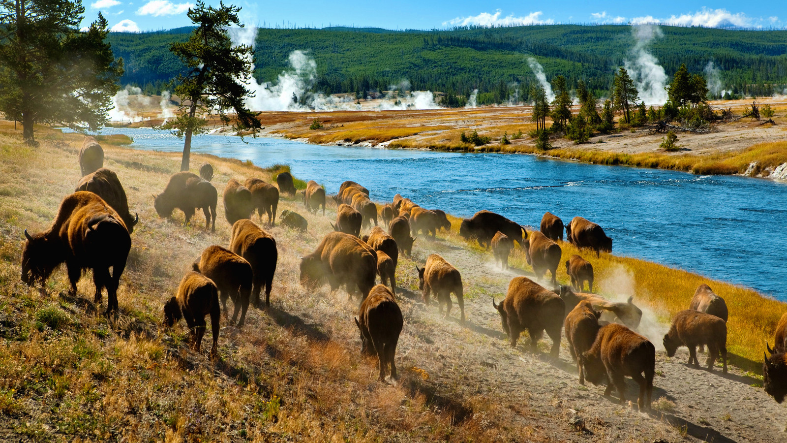 «Il a obtenu ce qu'il méritait»: les visiteurs de Yellowstone profitent d'un moment satisfaisant Le touriste est menotté pour l'incident du bison