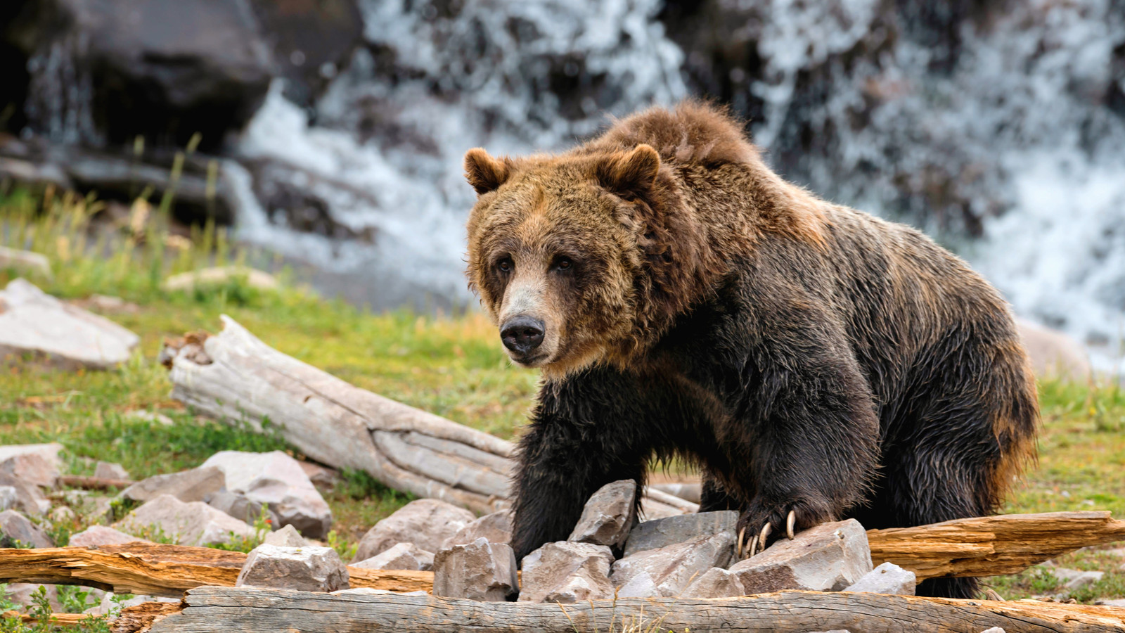 Randiste des attaques d'ours à Yellowstone, forçant la fermeture du sentier