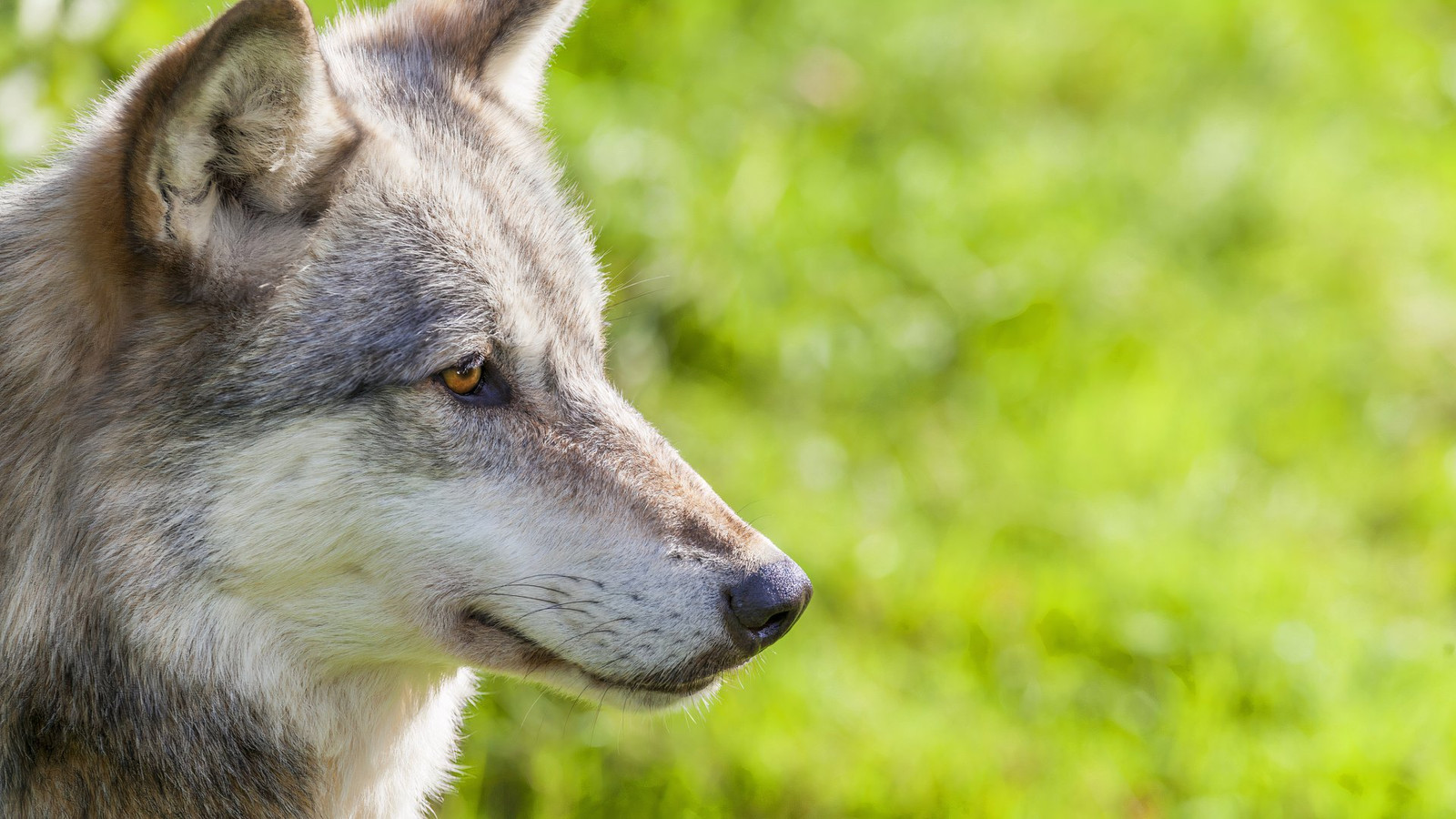 Les visiteurs du parc national de Banff se font gifler des accusations sur Careless Wolf Incident