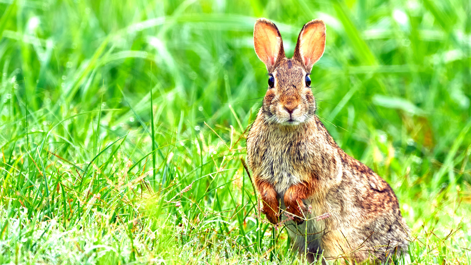 Os funcionários do Colorado Parks tranquilizam os visitantes com o que não têm com o que se preocupar, pois os coelhos da região brotam tentáculos