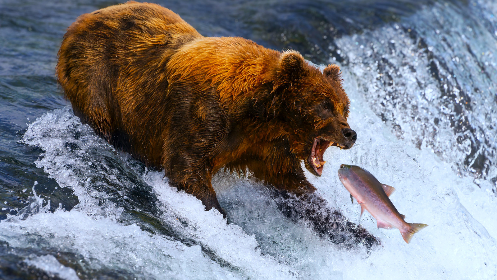 Les fans du parc national américain le perdent sur les concurrents de «ces concurrents» de la Fat Bear Week